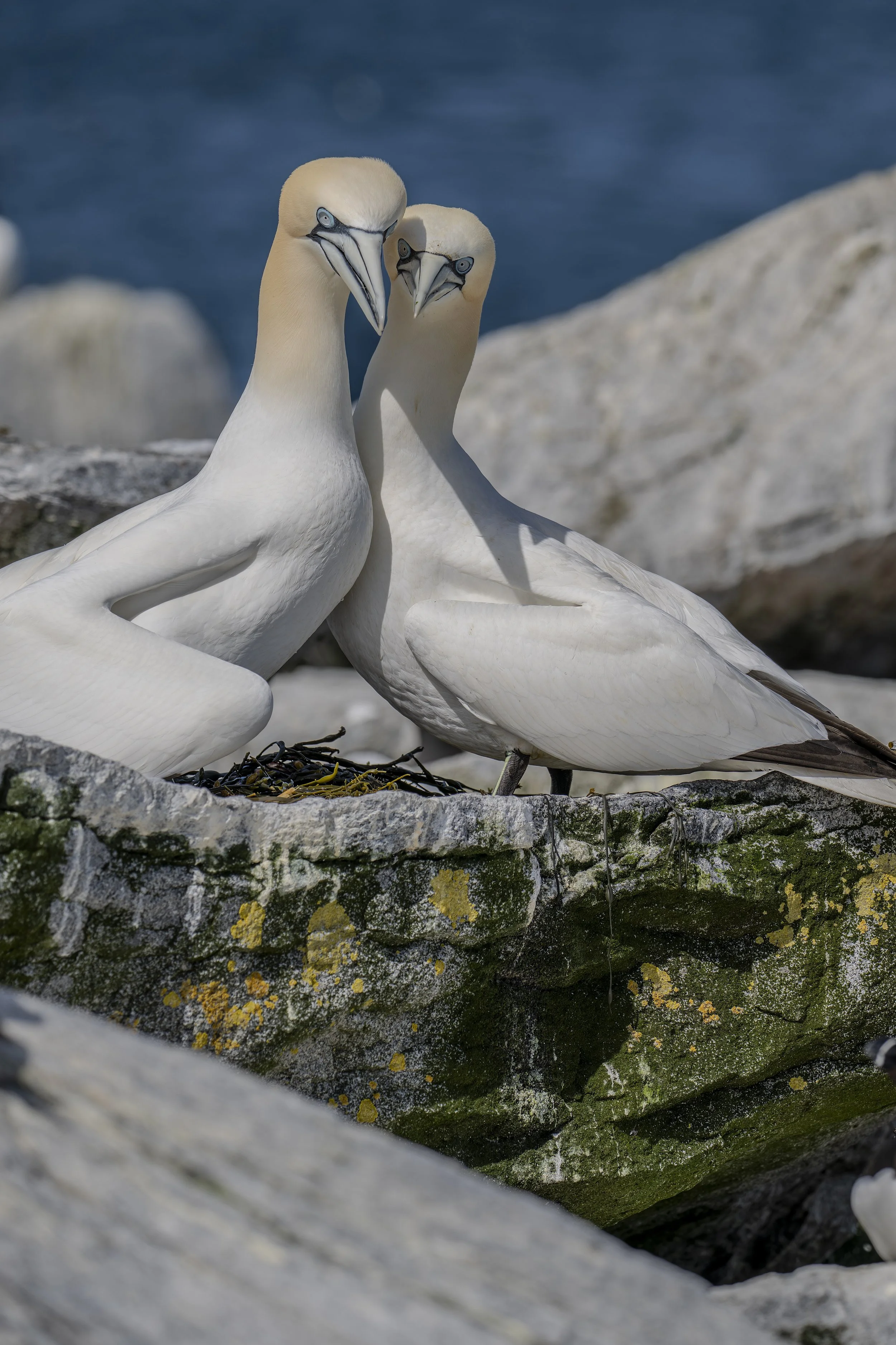 Gannet love .jpg