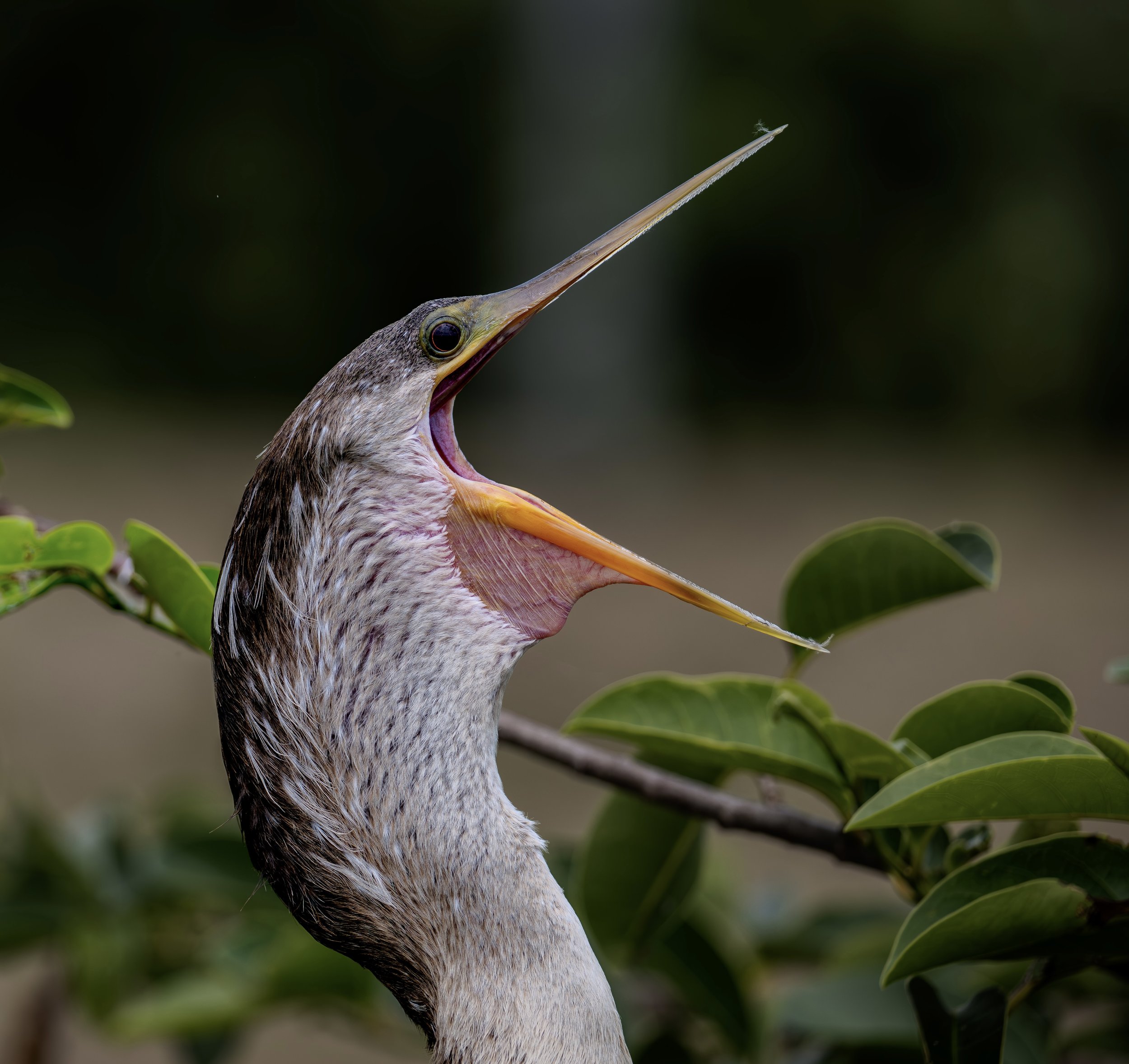 "Cry of the Wetlands"
Florida Wetlands continue shrinking at a rapid pace. 70% of the original water flow is gone. 