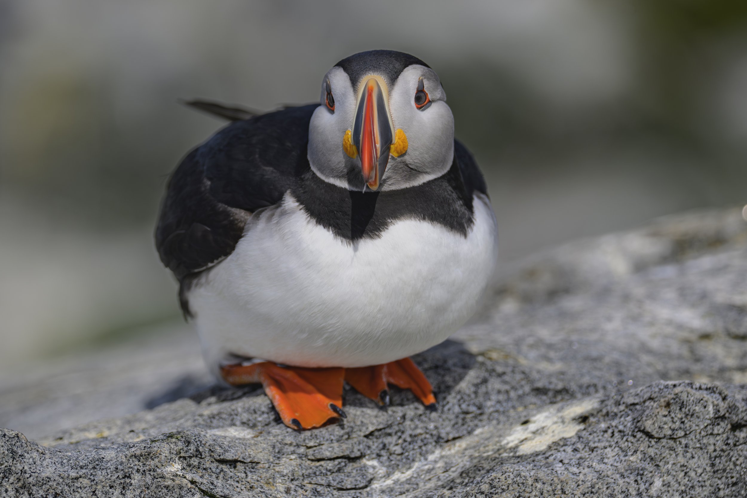 Beak & Bolder.jpg