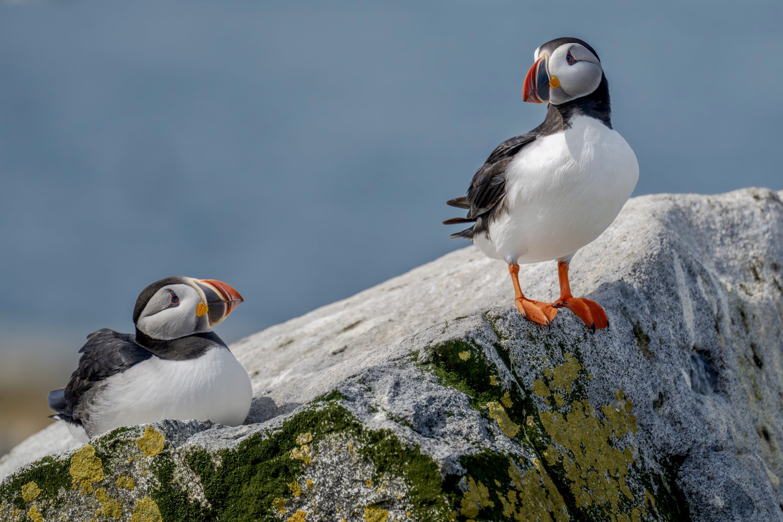 Cliffside Companions.jpg