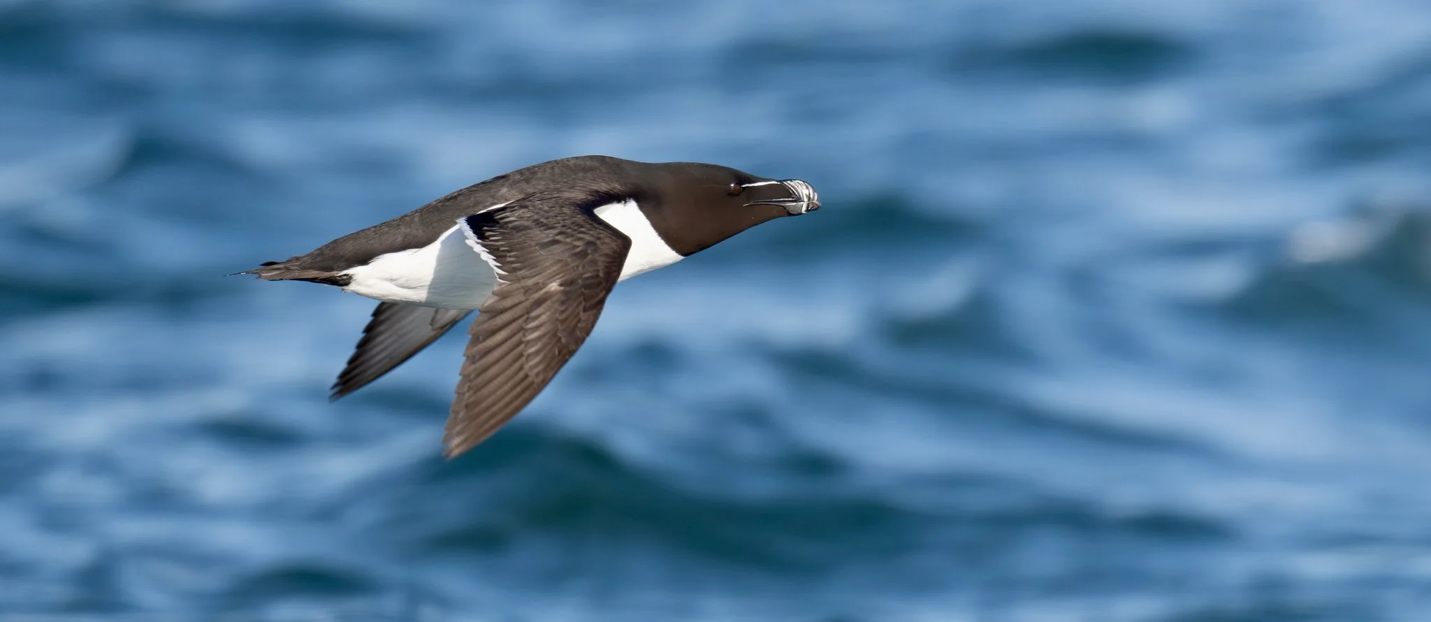 Razorbill.jpg