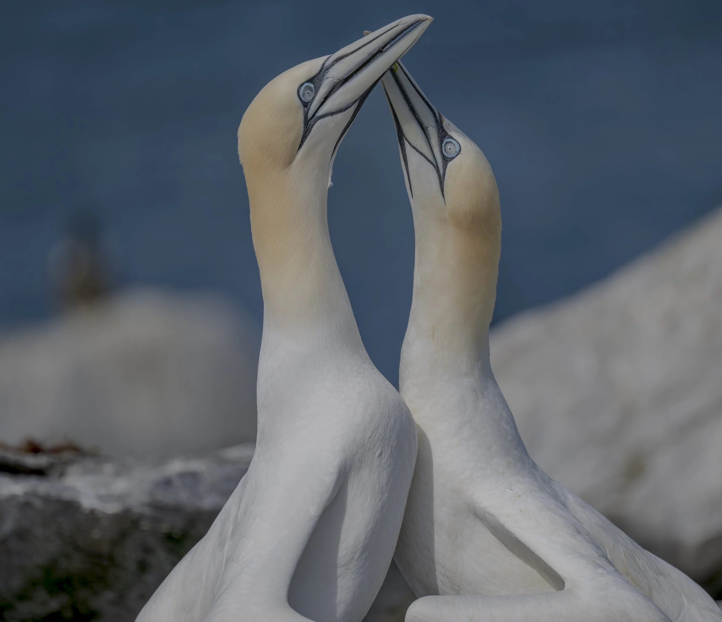 Gannet Grace.jpg