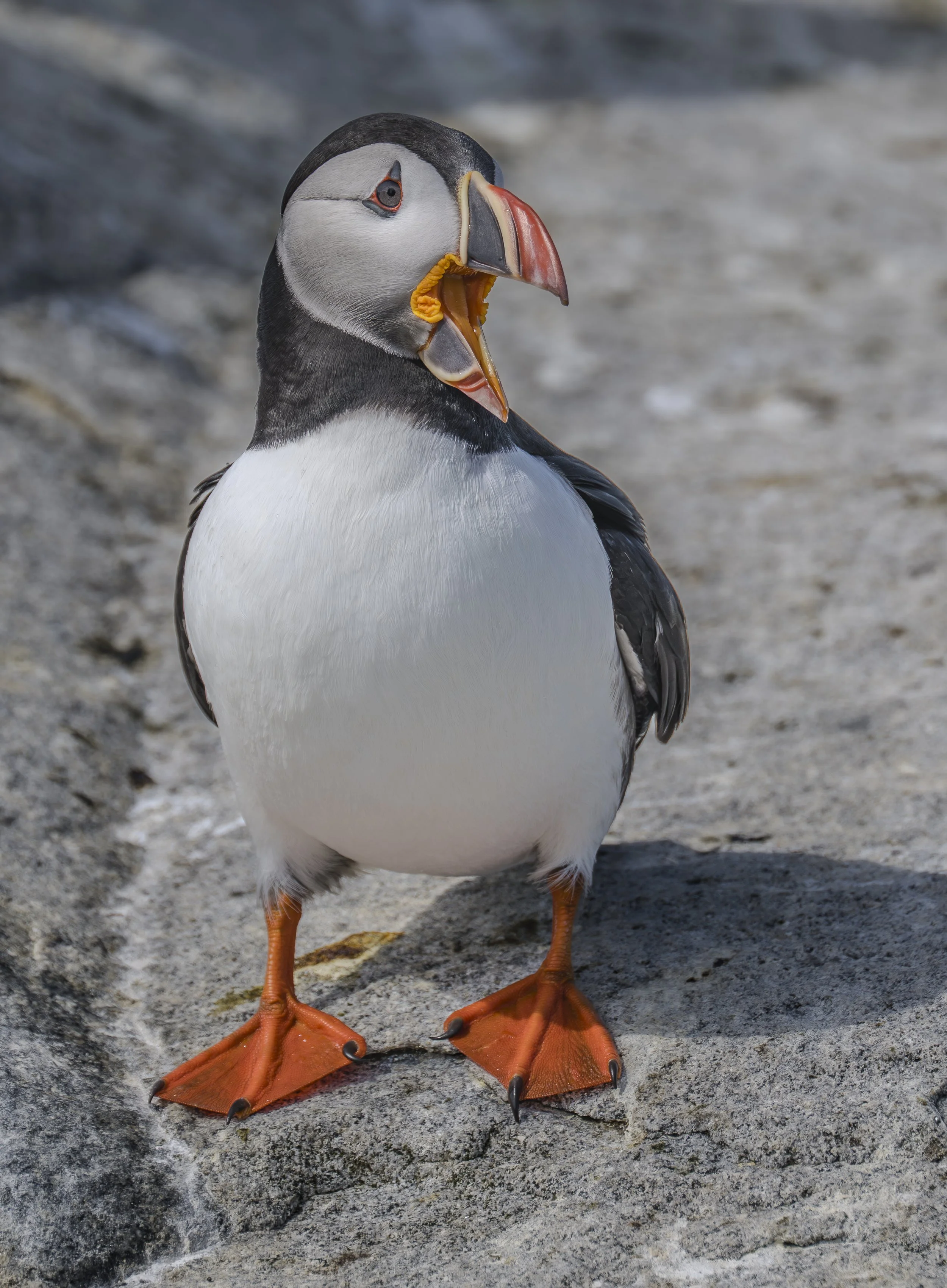 Puffin That has something to say .JPG