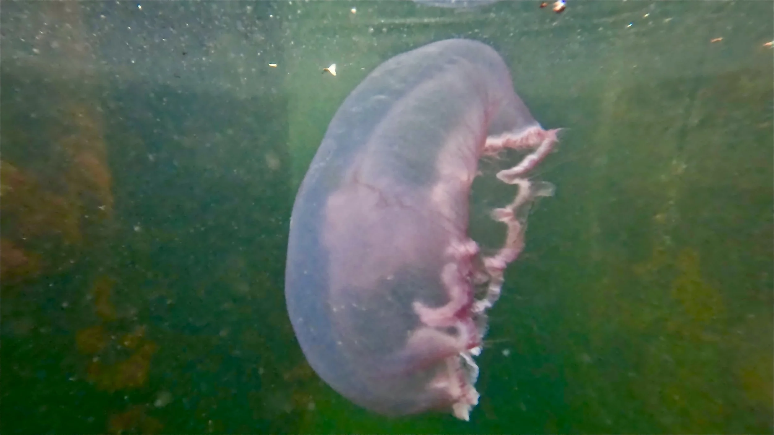 "Saltwater Drifter" 
A moon jelly drifts through the shifting green tide. A reminder of how delicate and ancient the ocean life can be. 