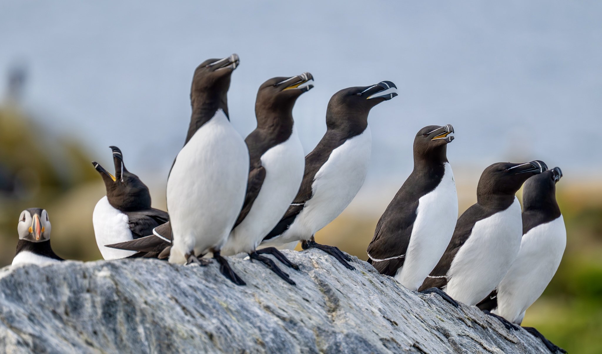 Razerbill's and a Puffin .jpg