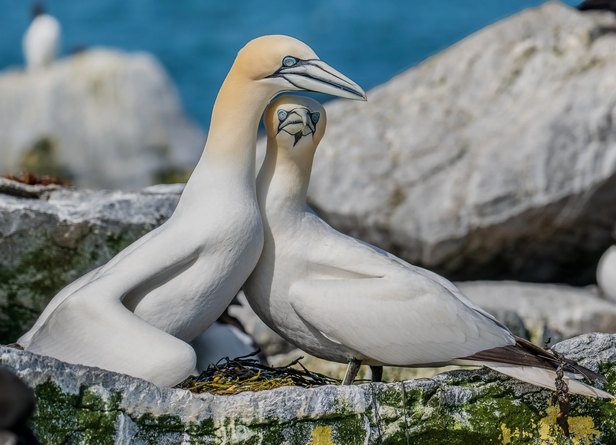 Gannet website .jpg