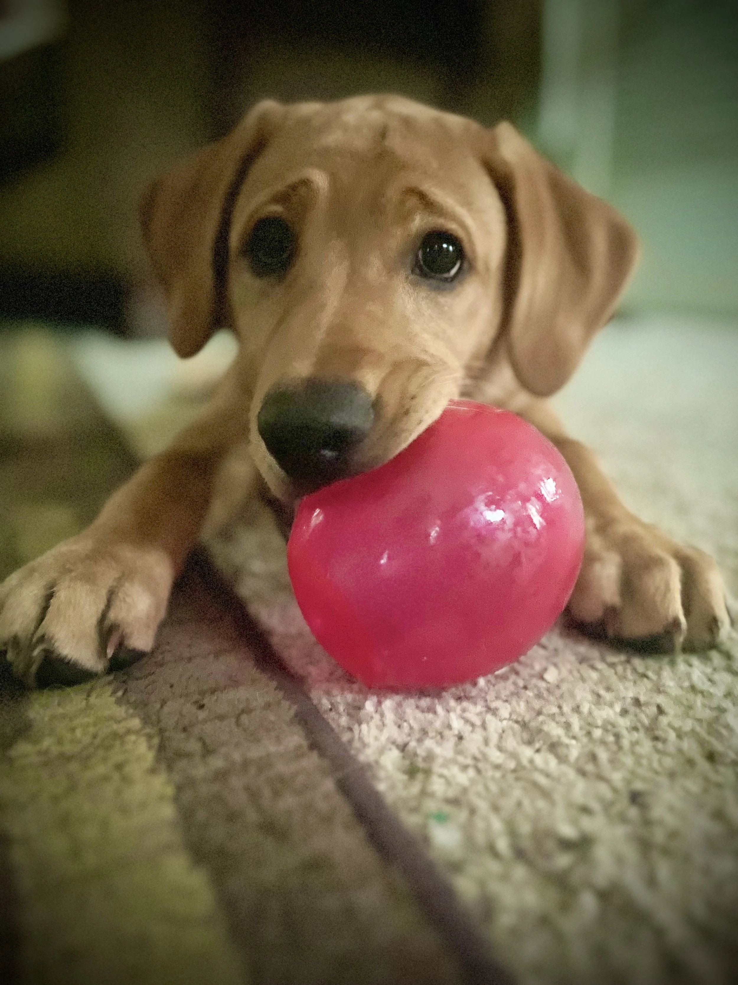 IMG_2343.jpeg