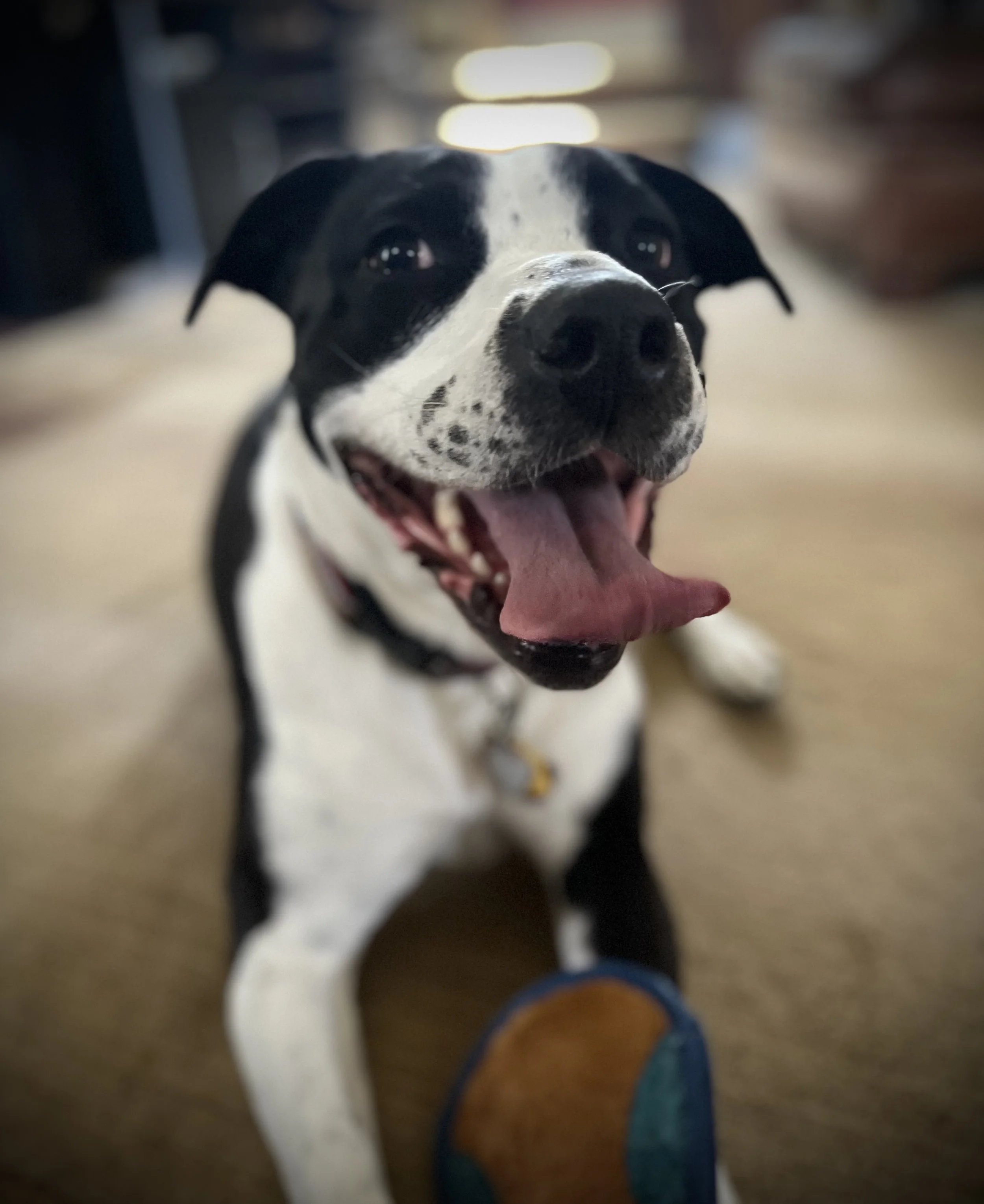 IMG_0985.jpeg