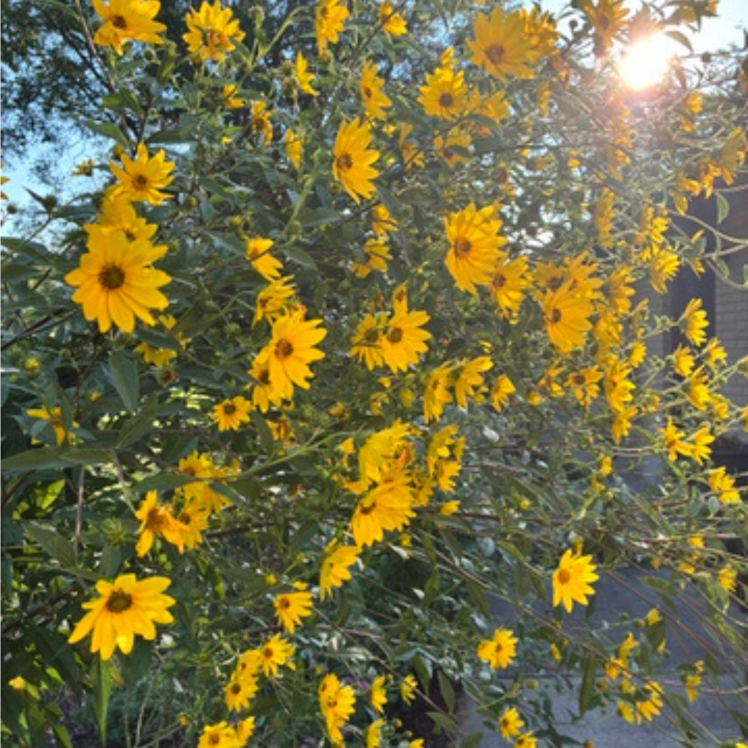 Blowing Smoke &amp; Growing Flowers