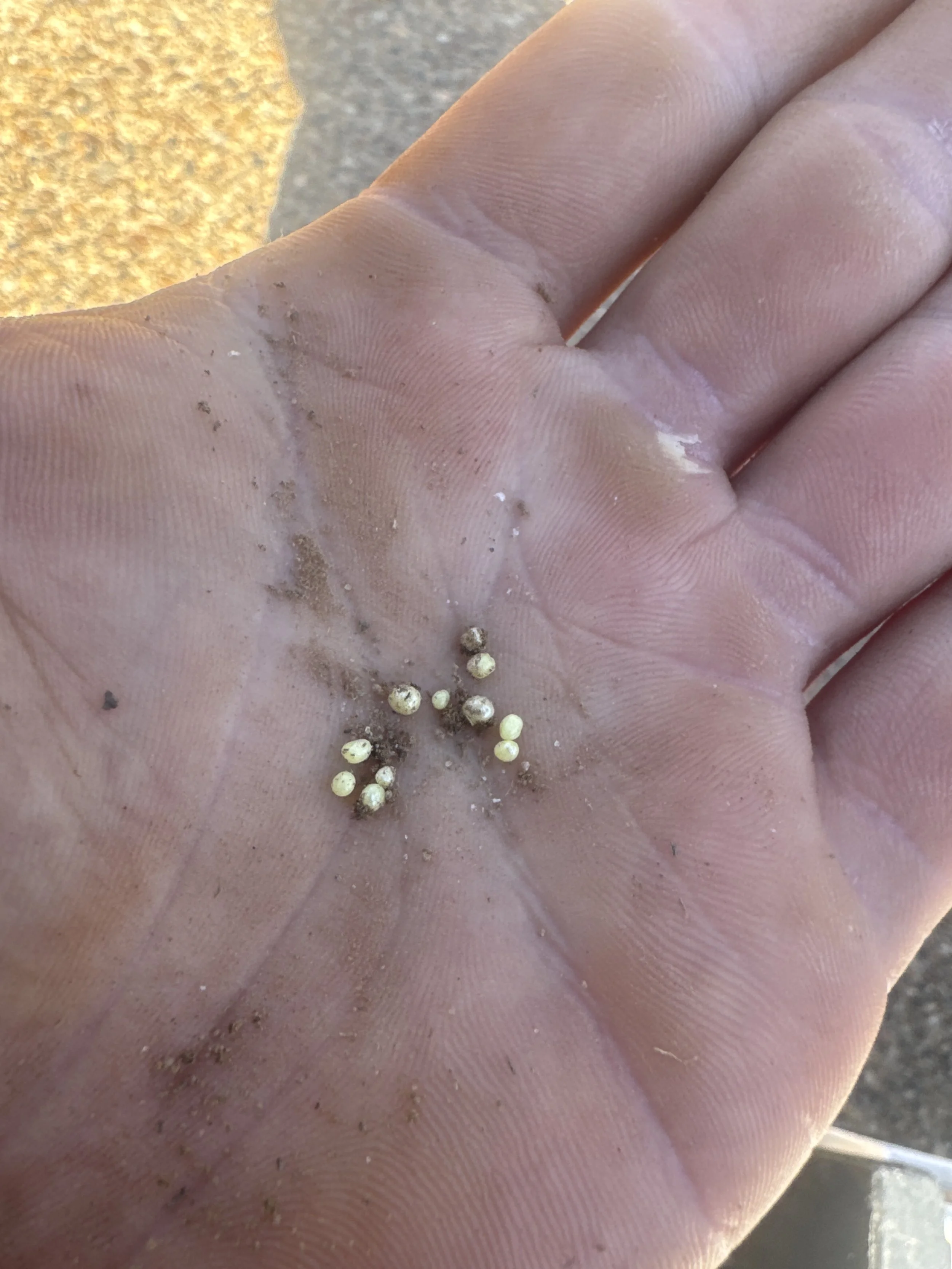 Ground Pearls in Central Arkansas: What They Are and What You Can Do