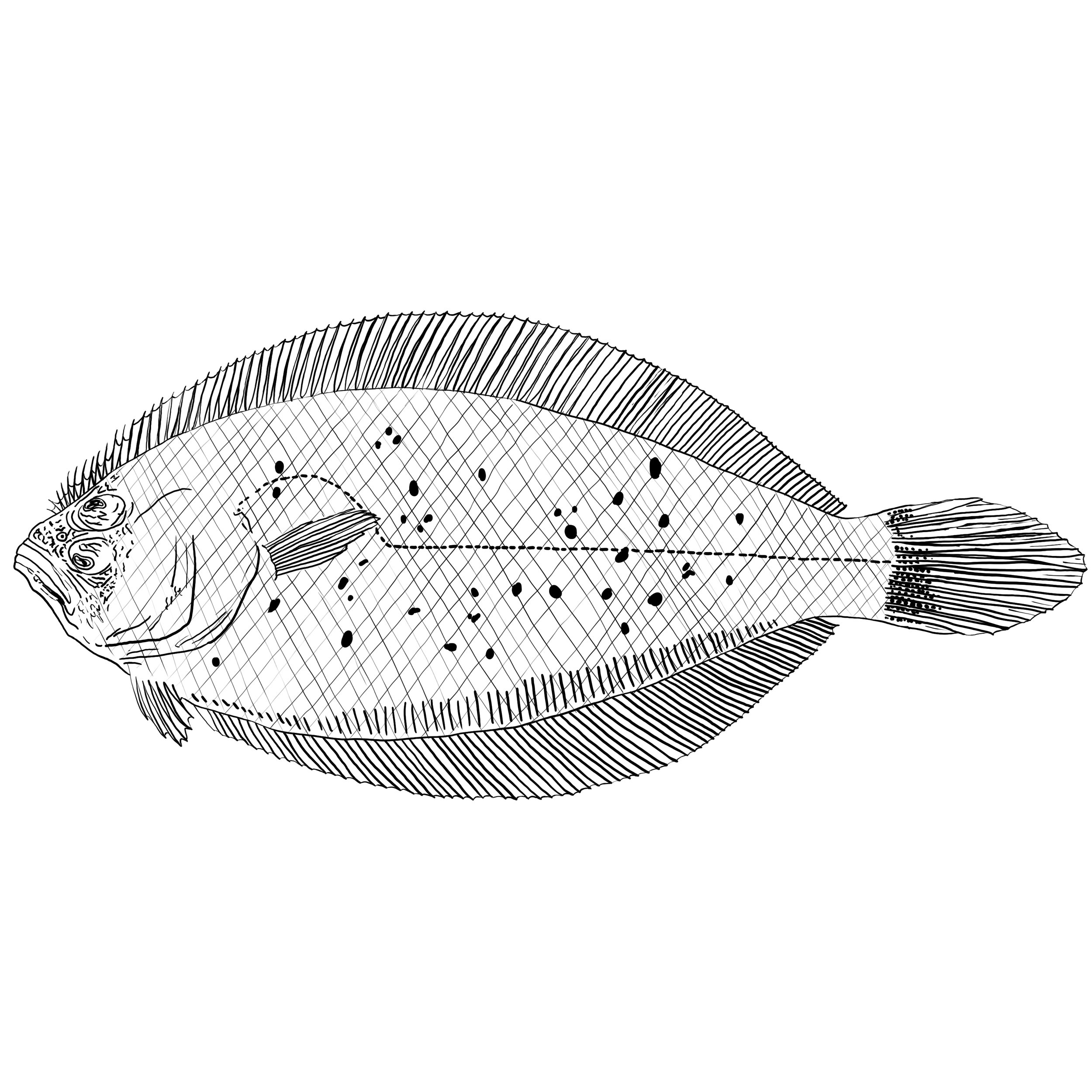 Felix Plattfisk 0001.jpg
