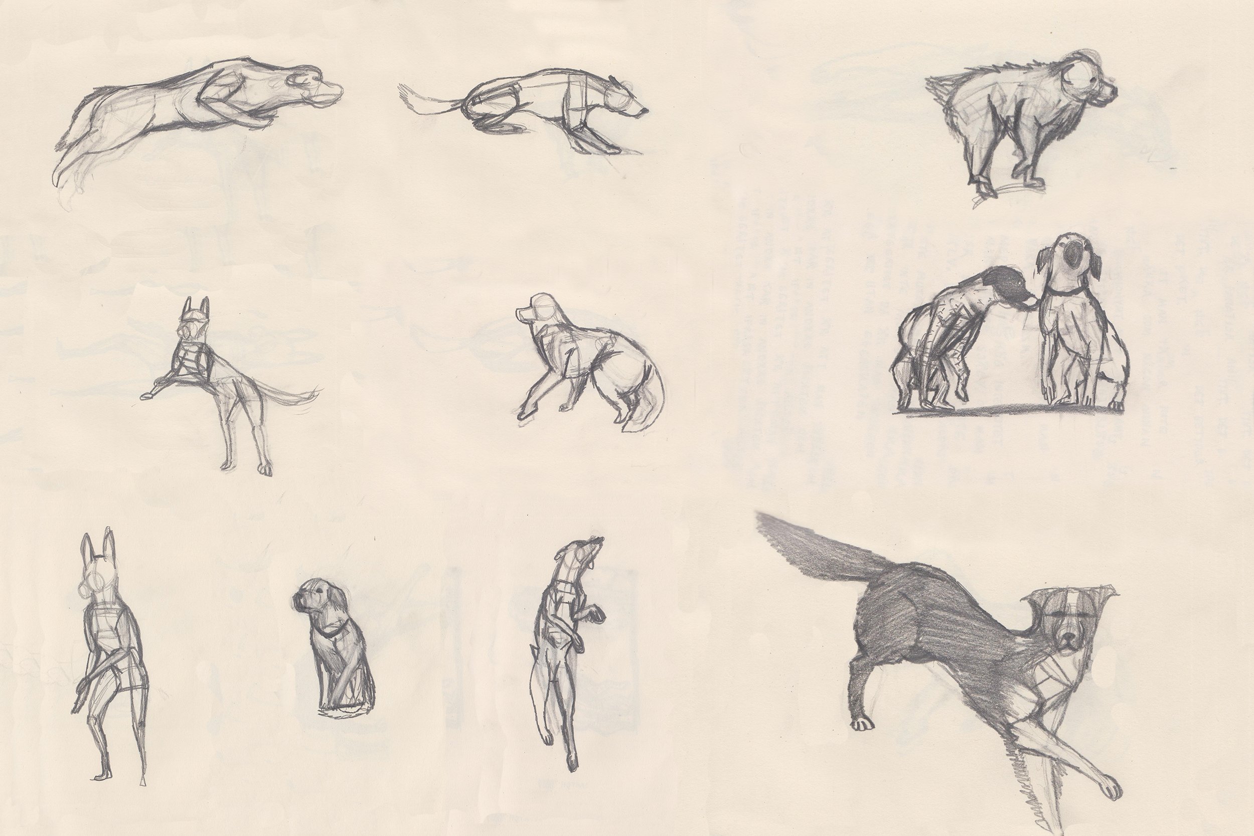 Felix Swahn dog sketches.jpg