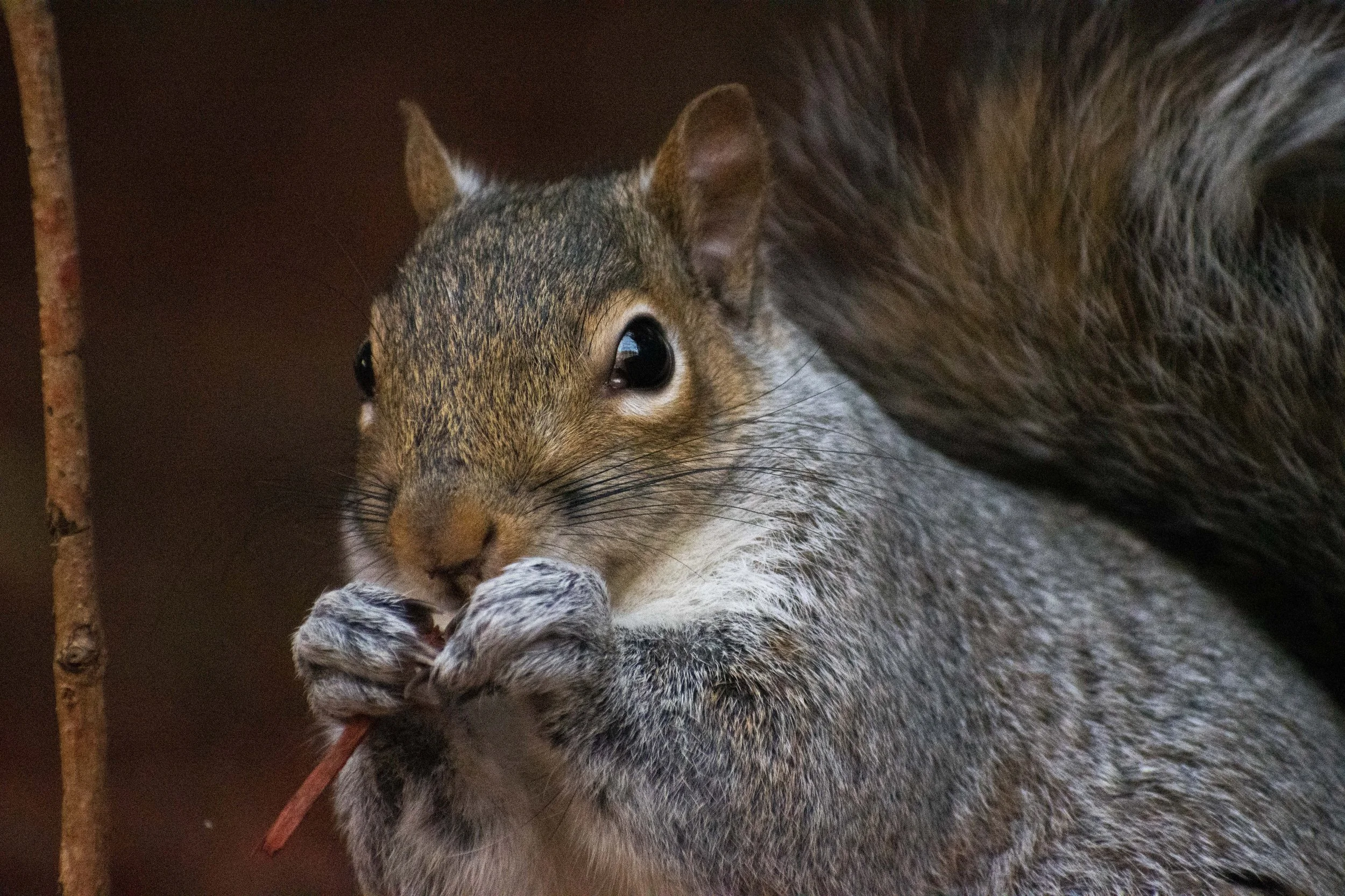 Squirrel.jpg
