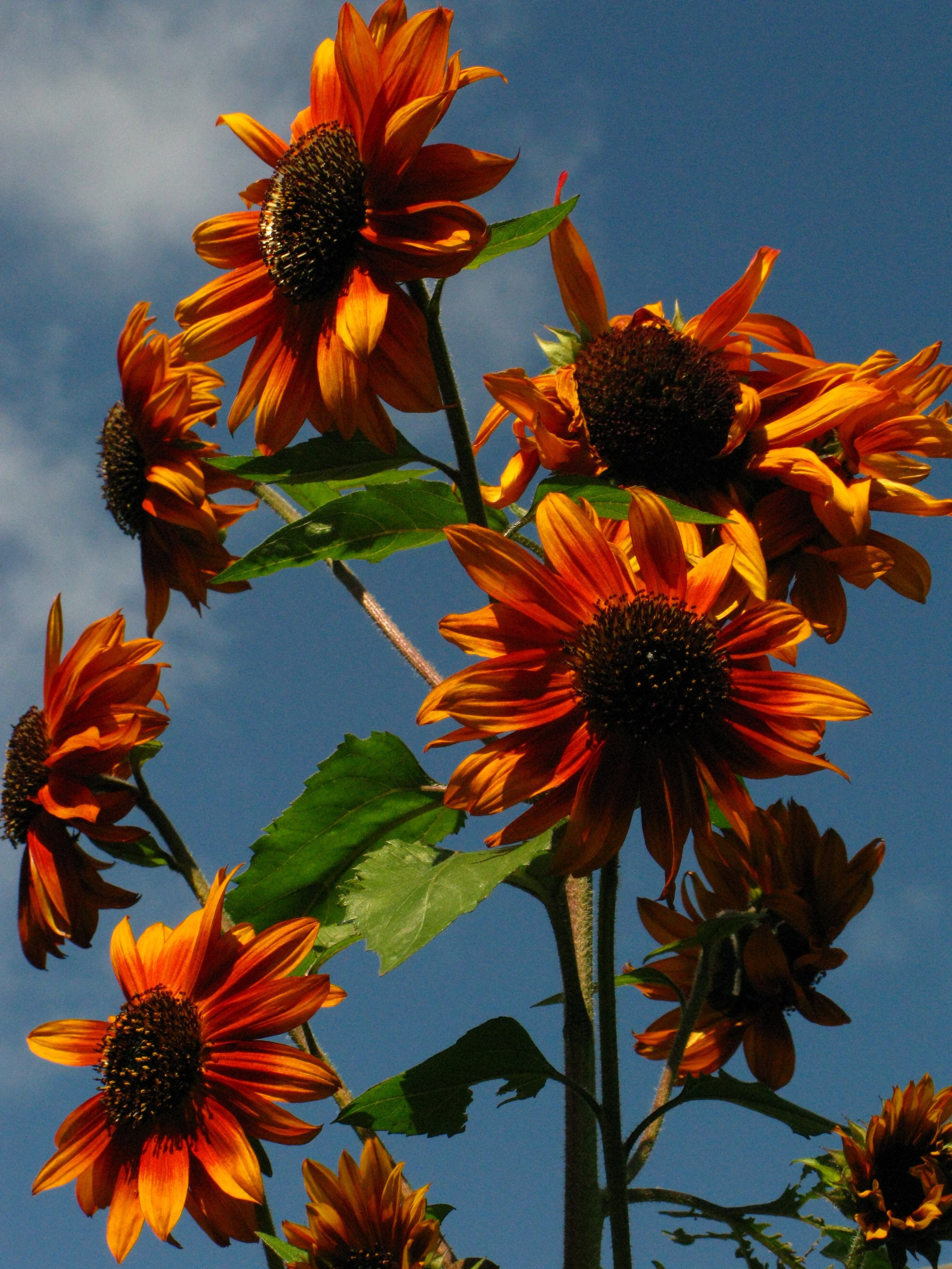 SUNFLOWERS