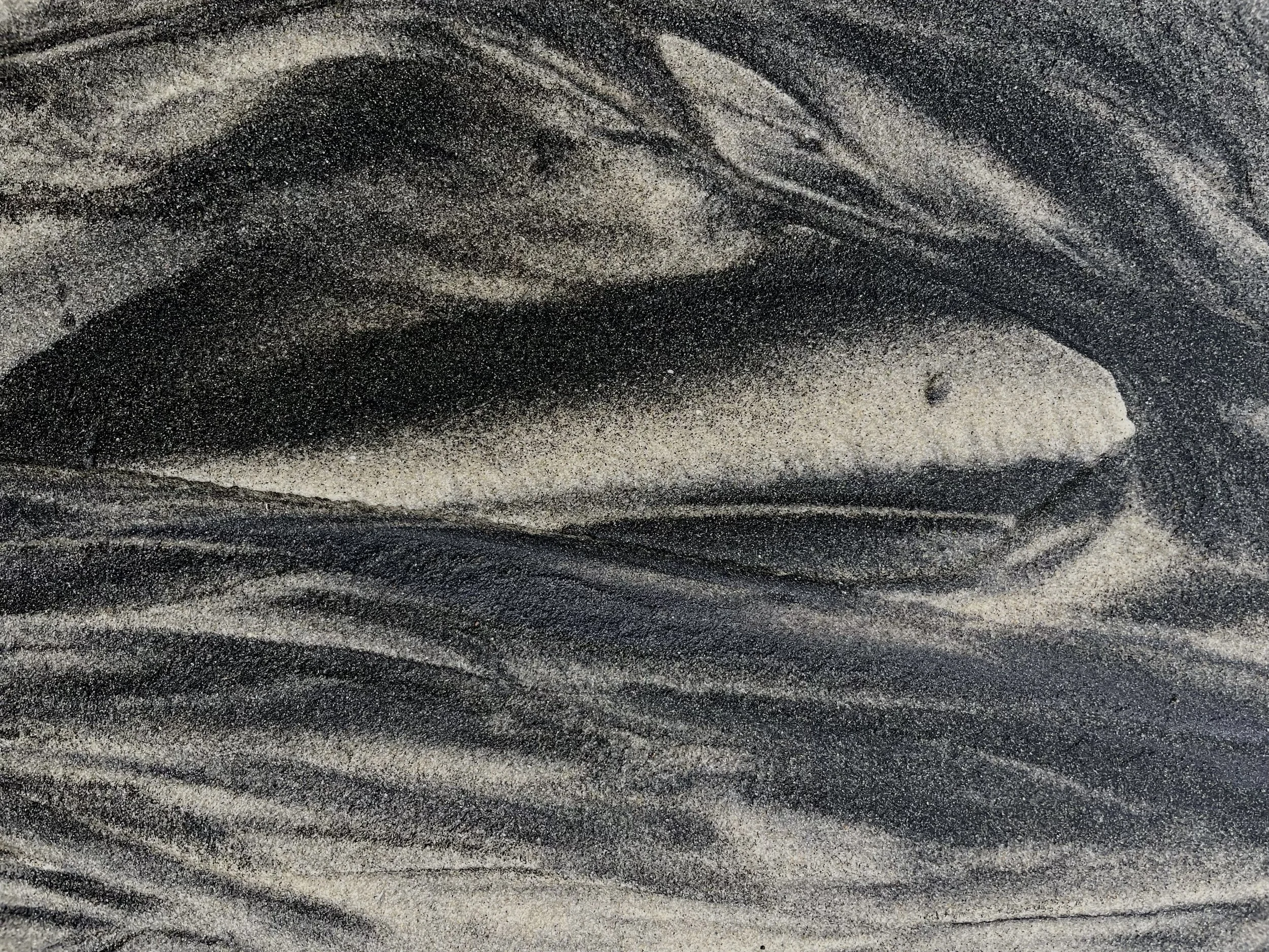 WHALE