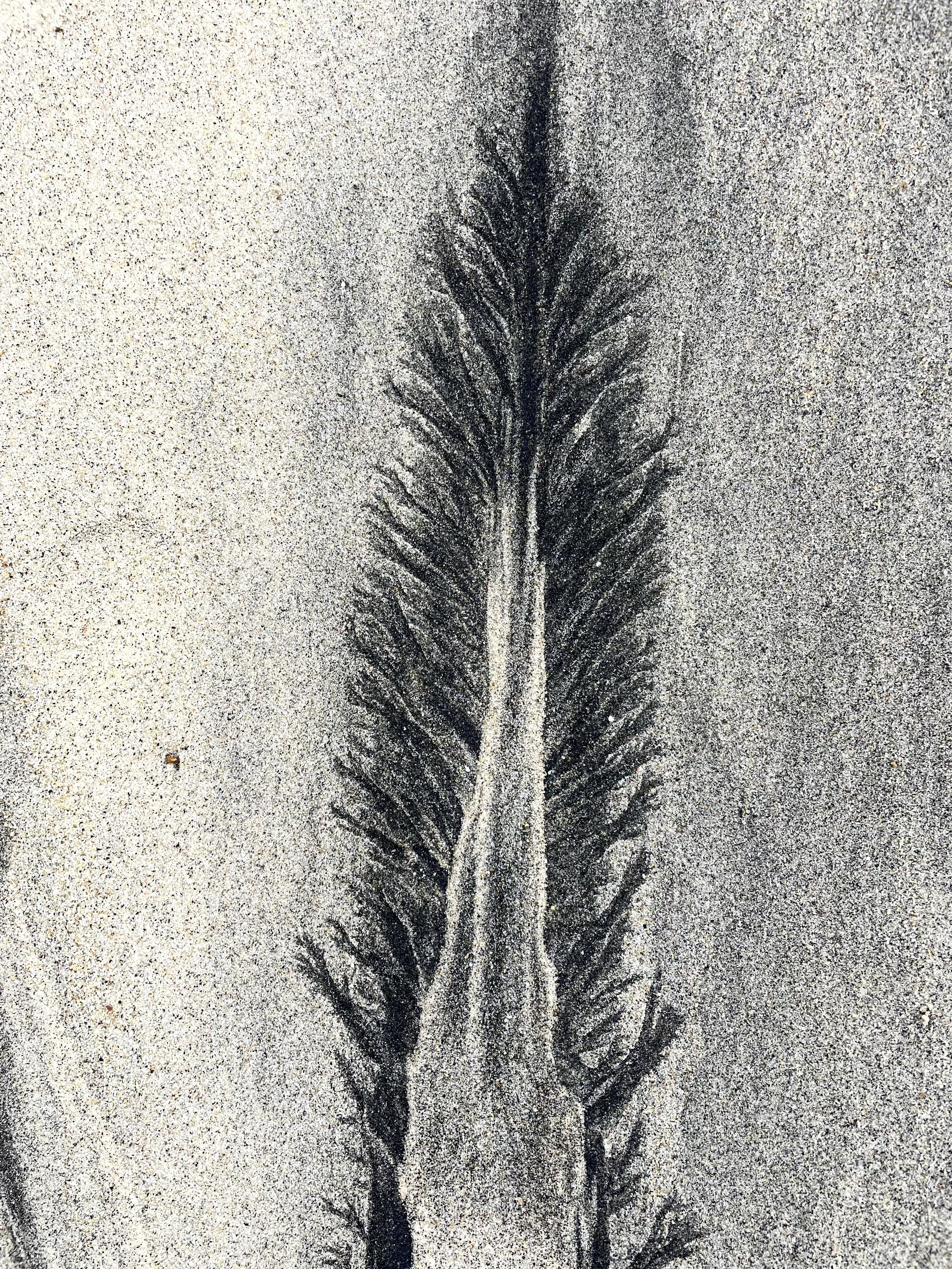 FEATHER