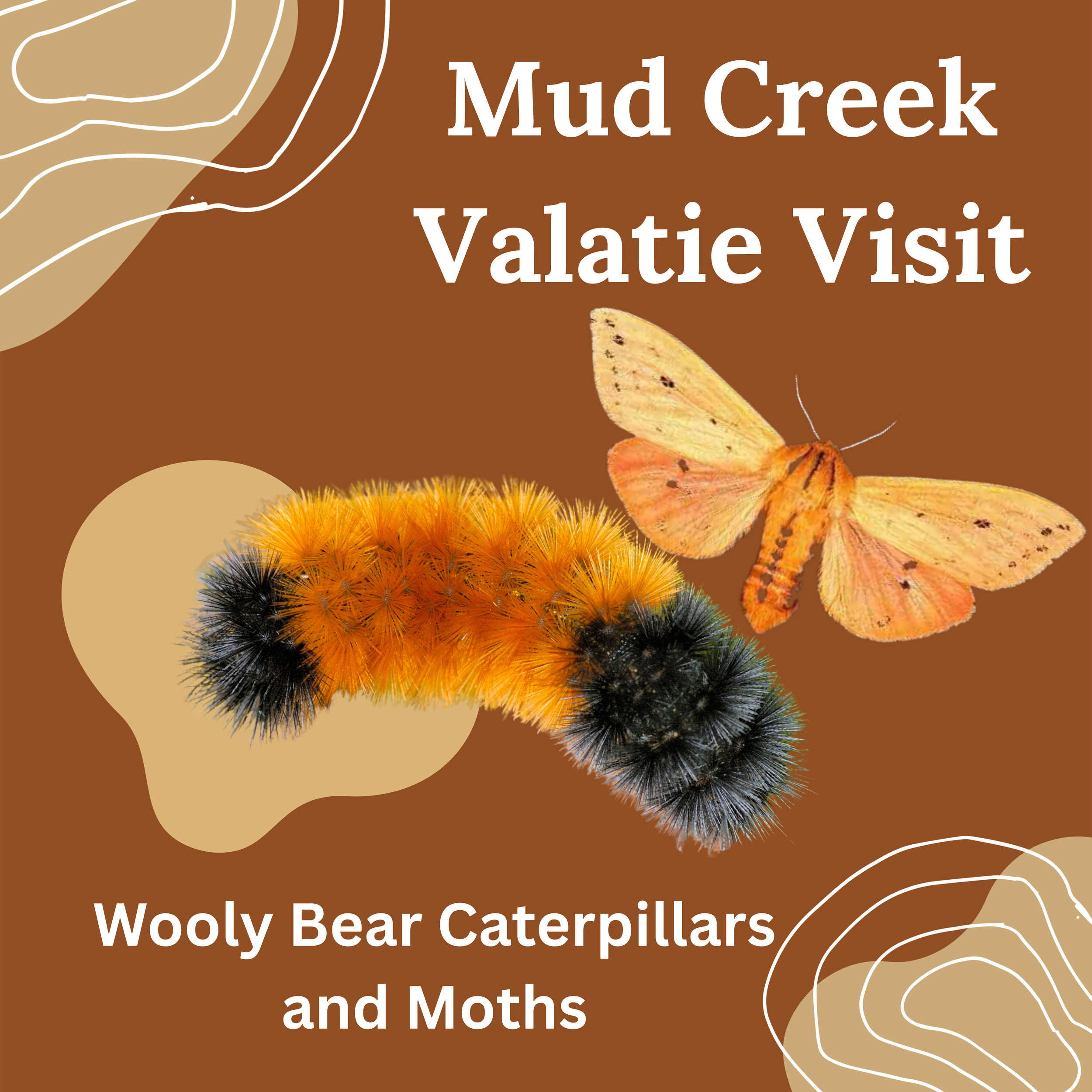 Mud Creek at Valatie Playgroup: Wooly Bear Caterpillars and Moths