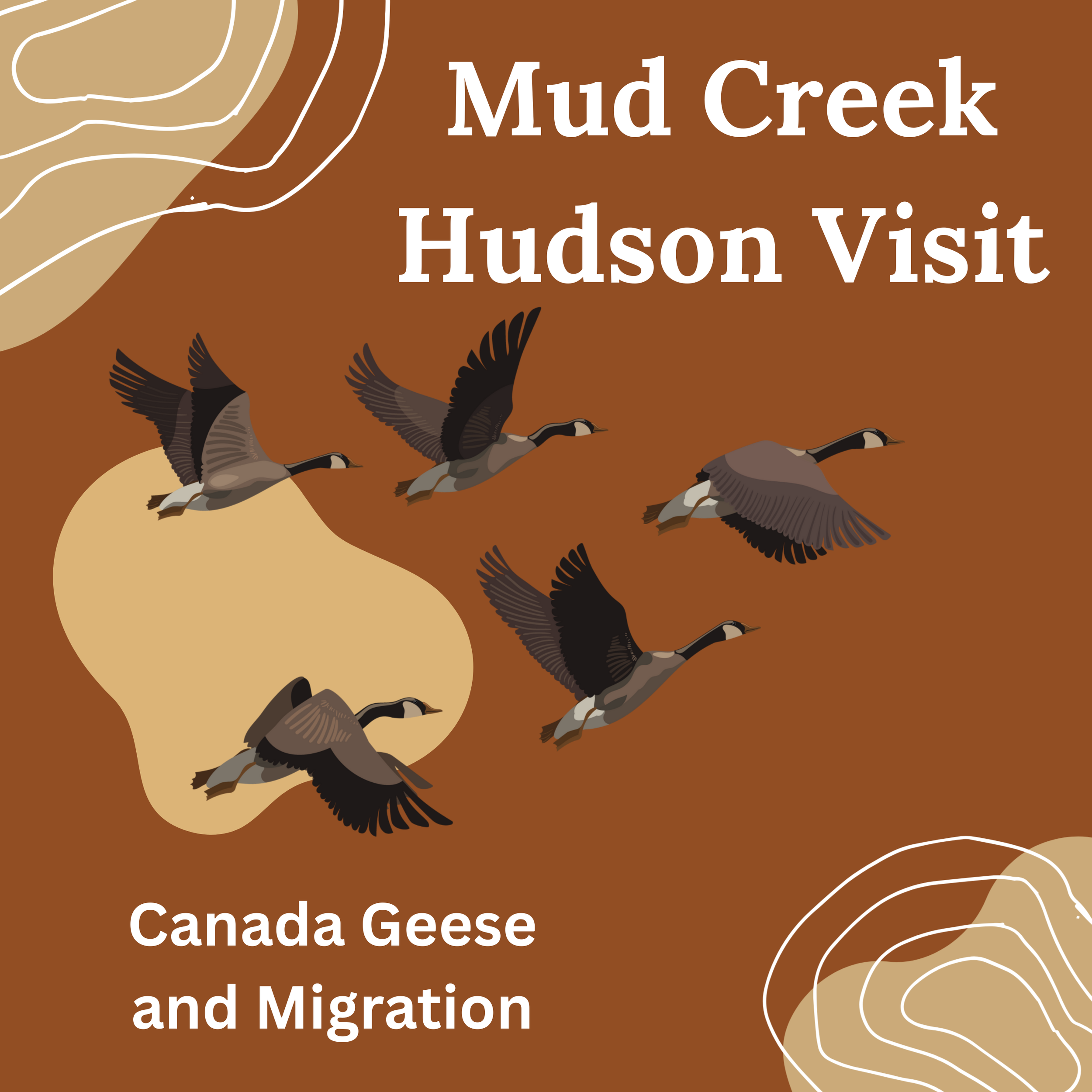 Mud Creek at Hudson Playgroup: Canada Geese and Migration