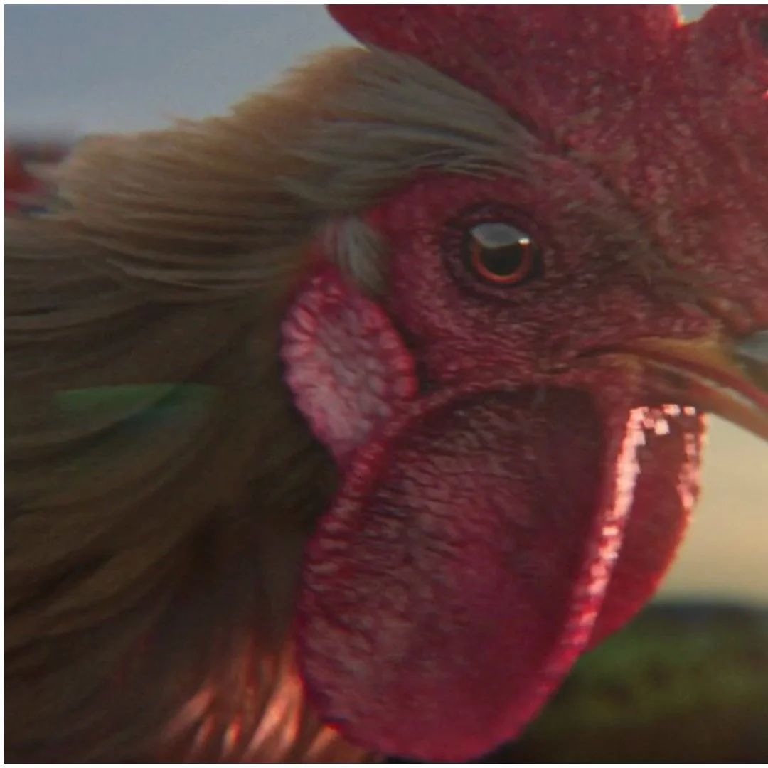 Enbridge Rooster