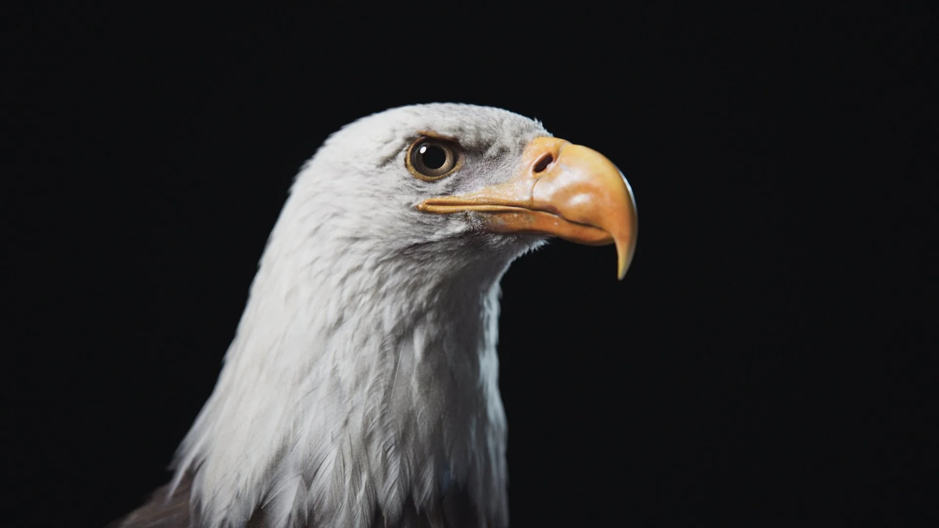 closeup_adult_still_v01.jpg