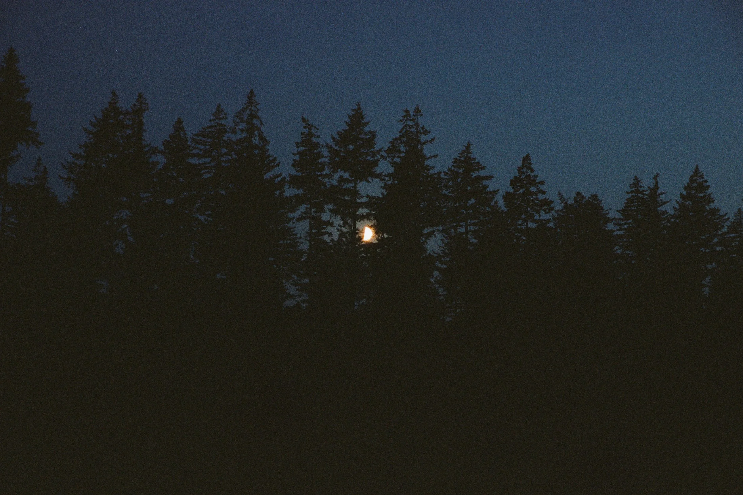 Nocturnal Silent Walk (Winter Edition)