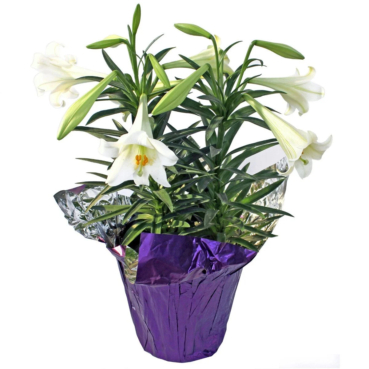 easter lily double.jpeg