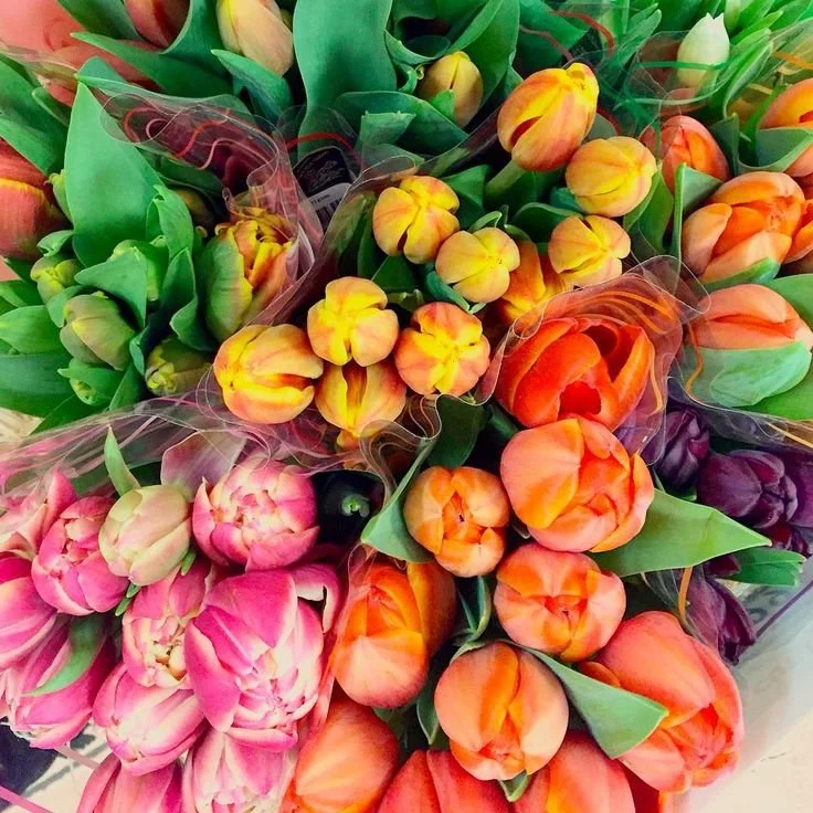 tulip bundles.jpg