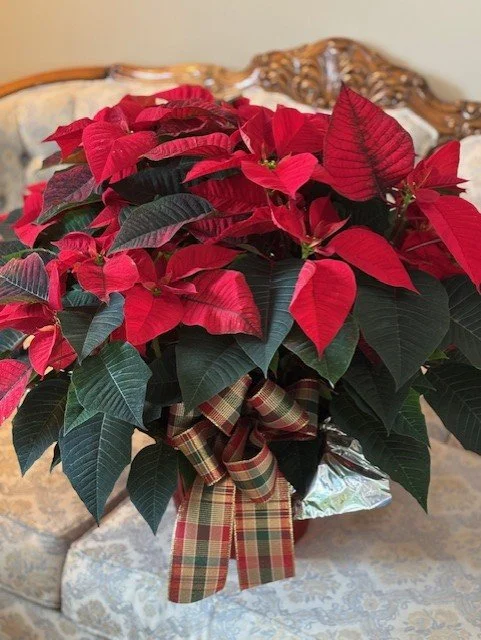 Poinsettias