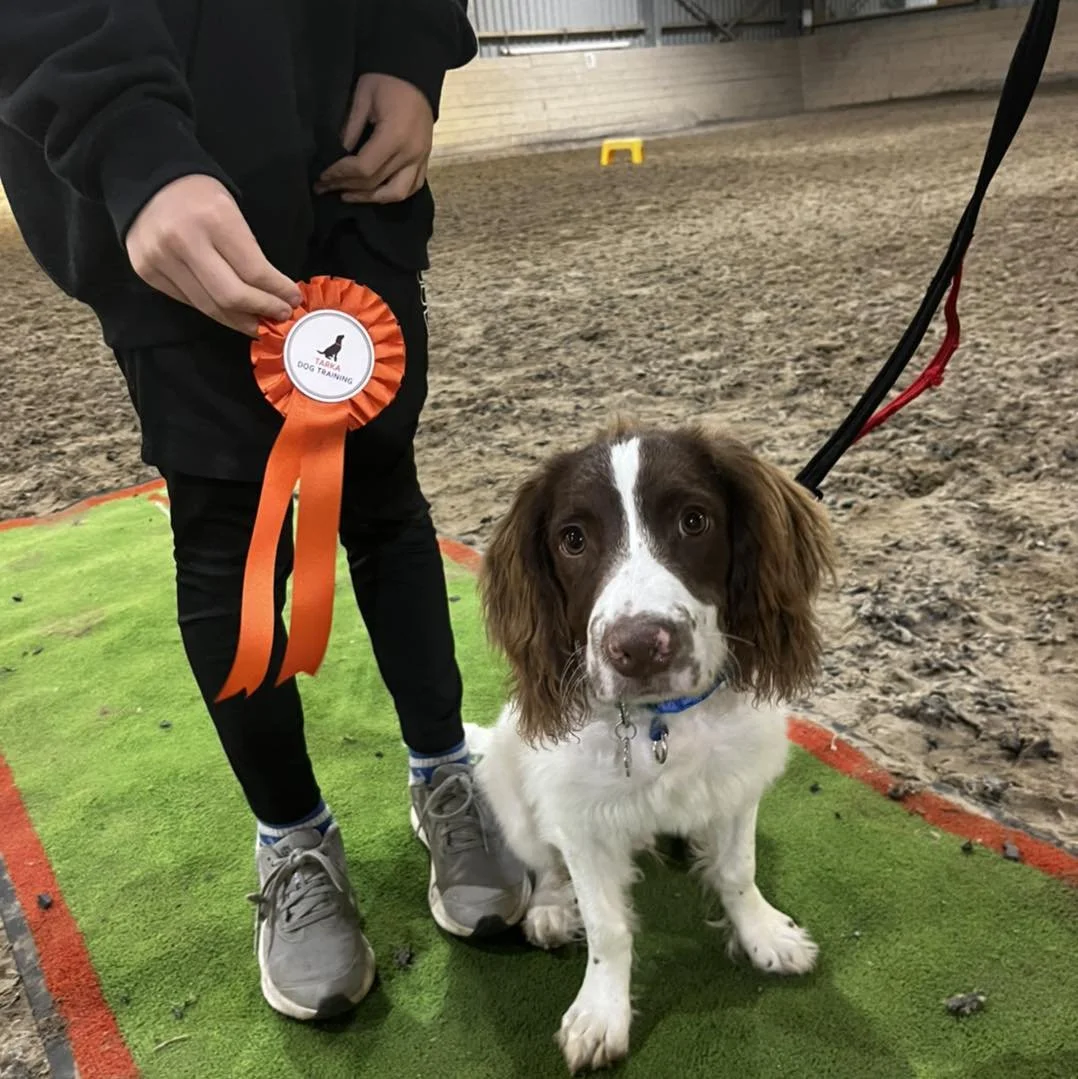 Why Structured Puppy Classes Are the Best Start for Your Dog