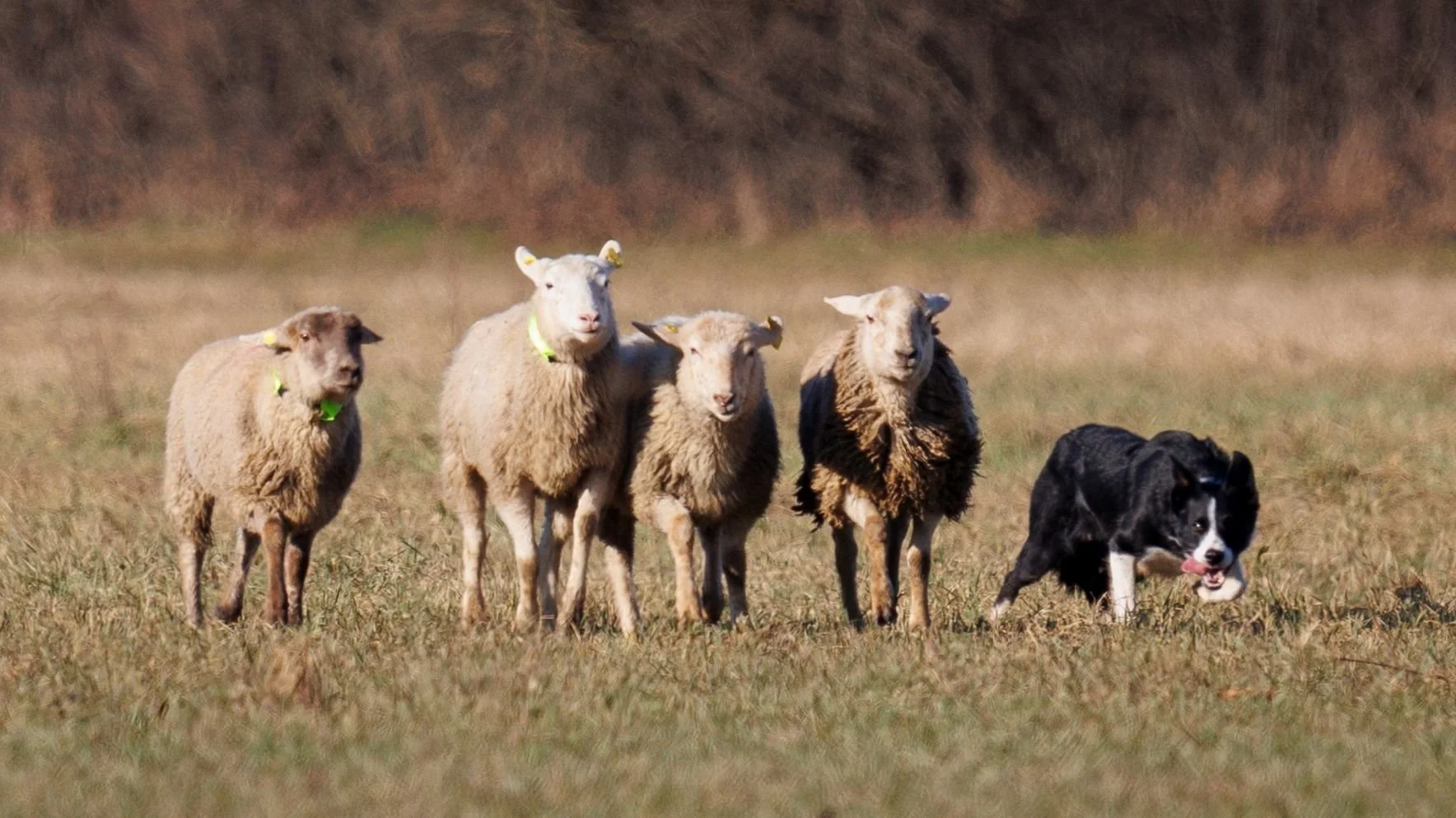 Instinct vs Learning: Why Understanding the Difference Matters for Your Dog