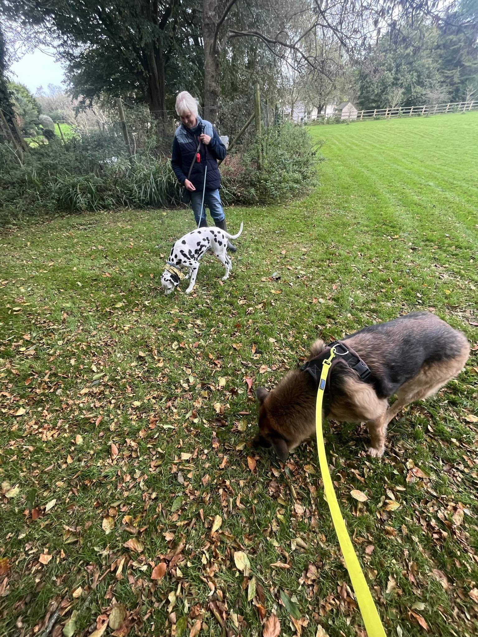 A woman walking two dogs in a grassy outdoor area with trees and a fenced field in the background. One dog is a Dalmatian puppy, and the other is a brown and black puppy.