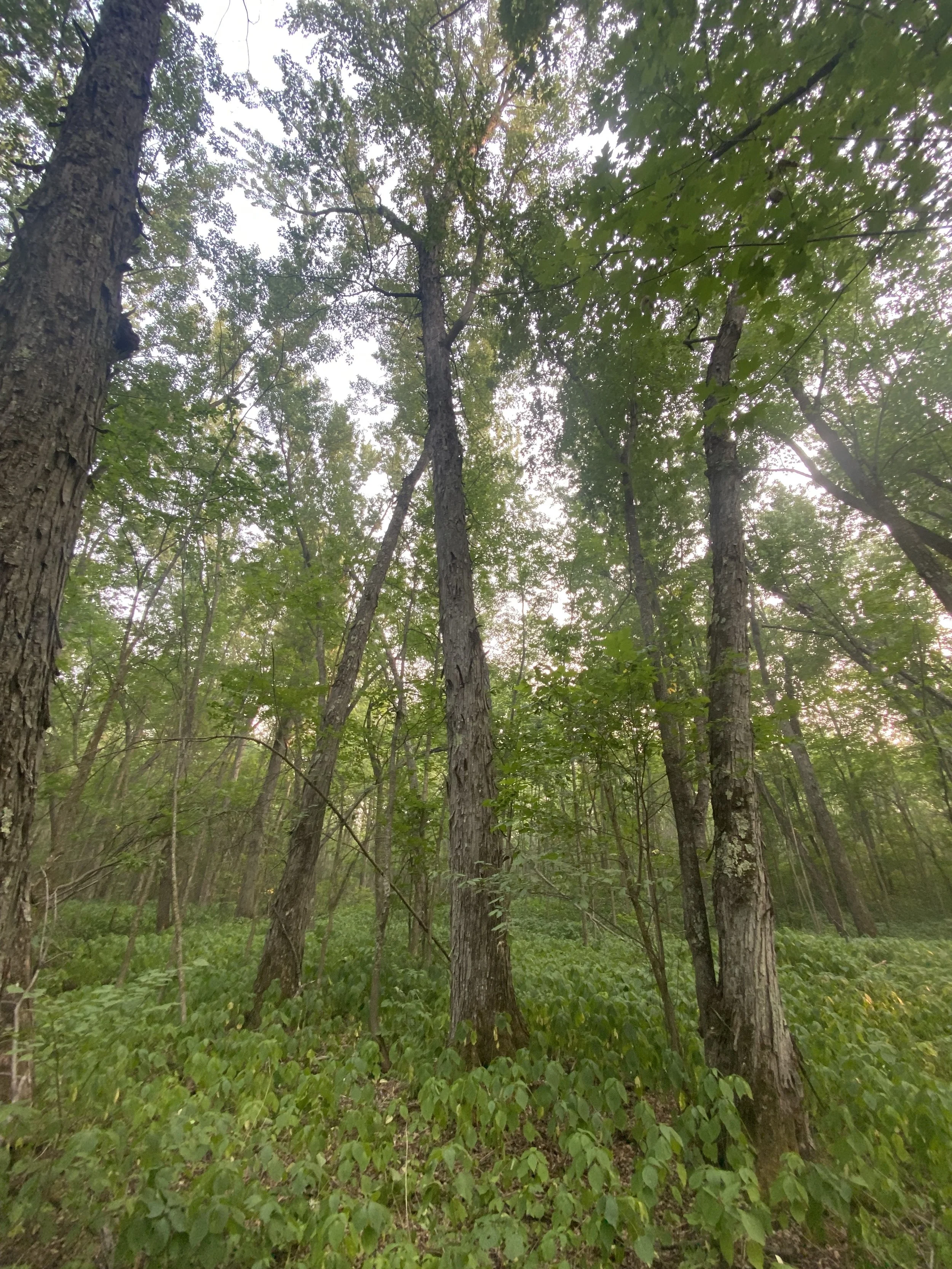 Winter Habitat Engineering: A Game Plan for Landowners in the Lake States and Northern Plains 
