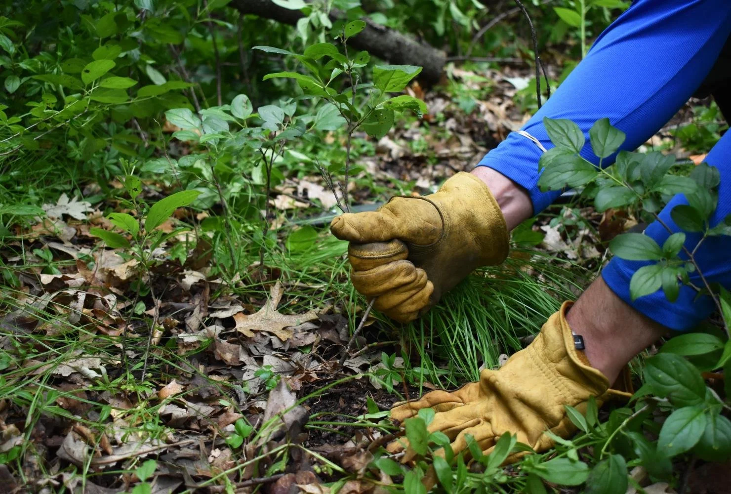 step6-pulling-seedlings-critical-period-cutting-buckthorn-fmr-web.jpg