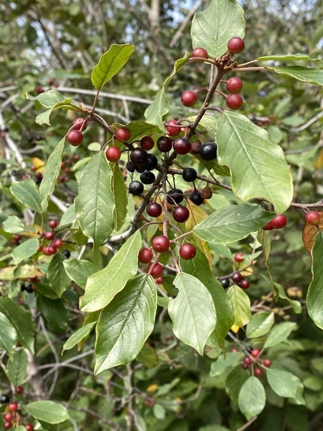 Buckthorn on Your Minnesota Property: How to Identify It and Actually Get Rid of It (Step-by-Step)