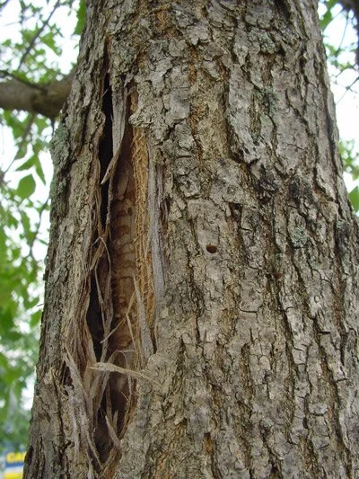 vertical-bark-splits-large.jpg