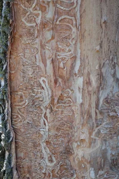 S-shaped-tree-galleries-EAB.jpg
