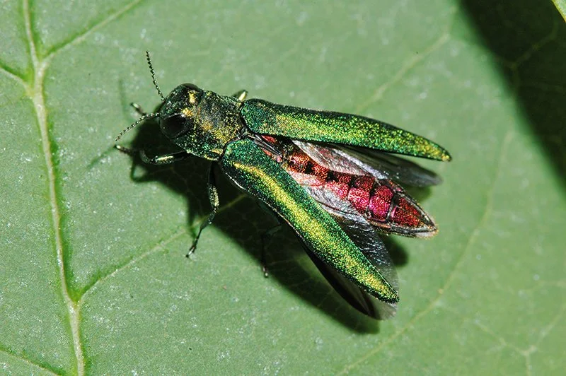Protecting Your Woods: A Minnesota Landowner’s Guide to Managing Emerald Ash Borer