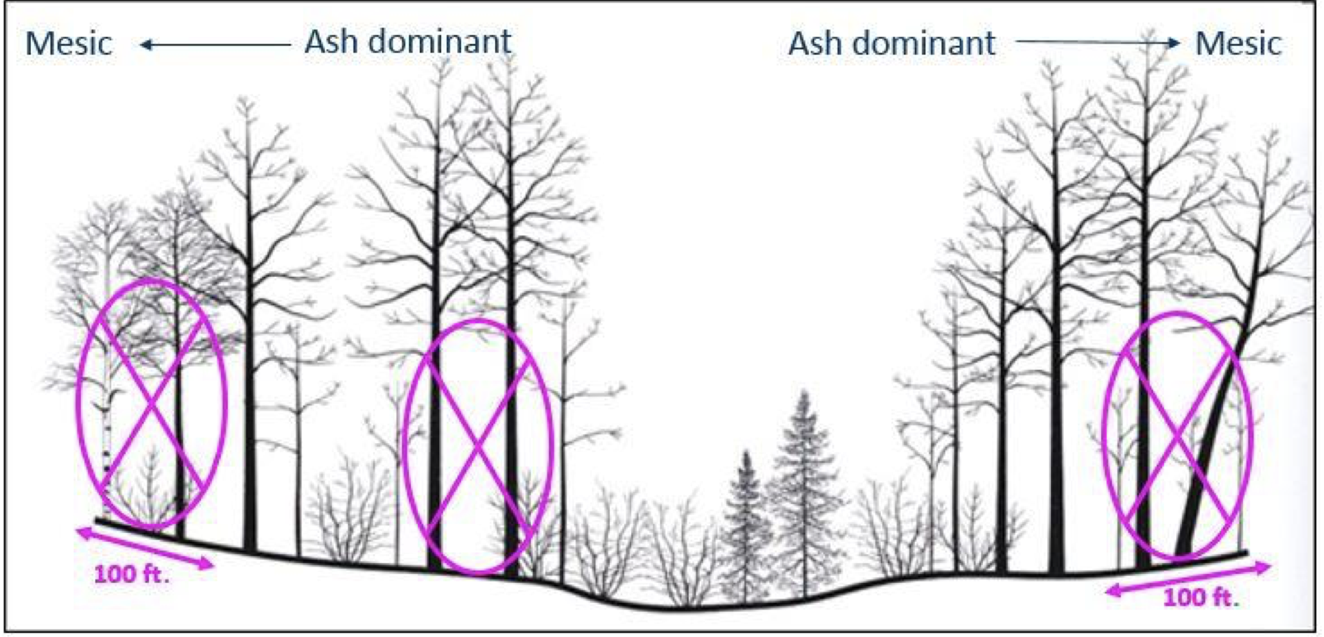 Shelterwood strip-thinning of ash