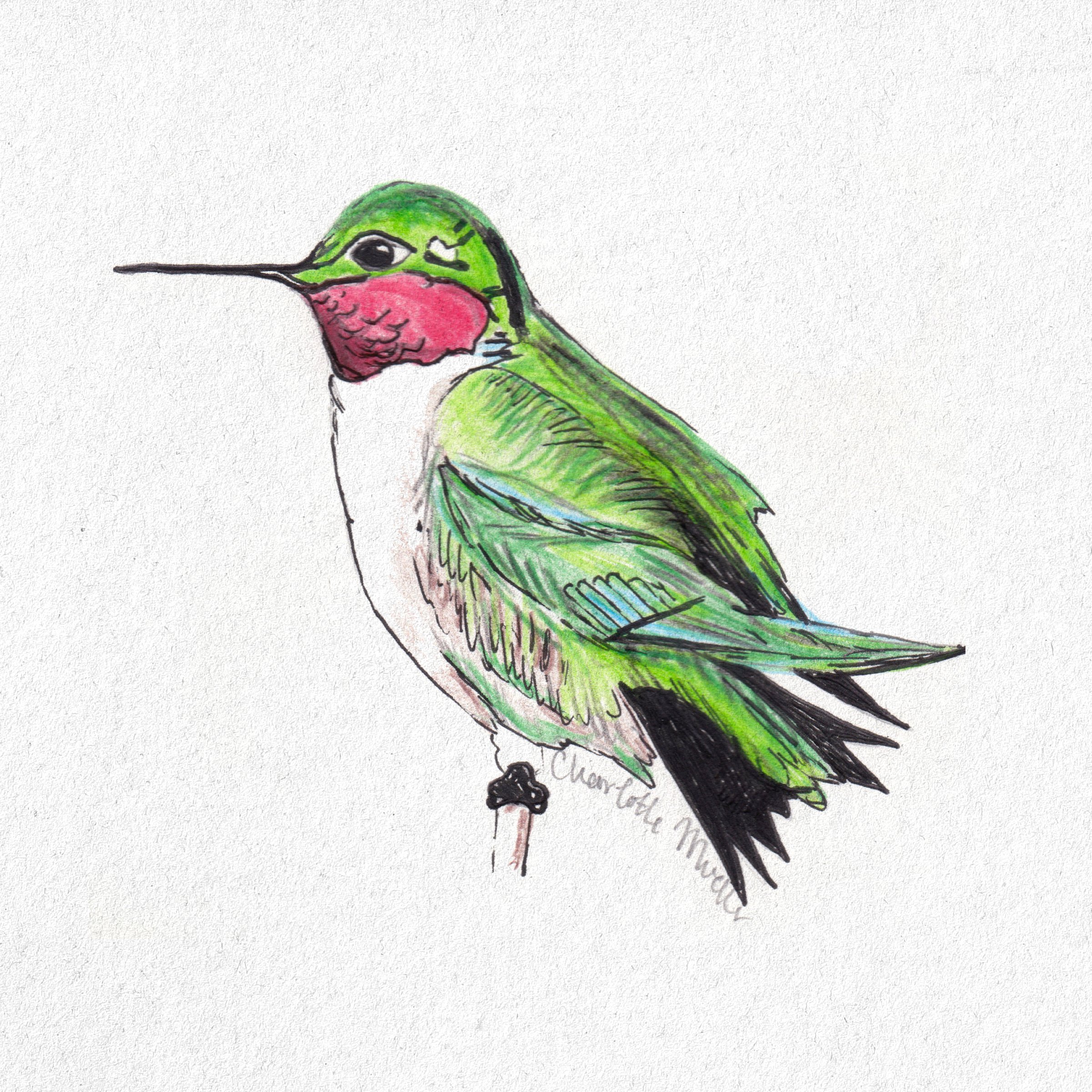 Allen Hummingbird 2.jpg