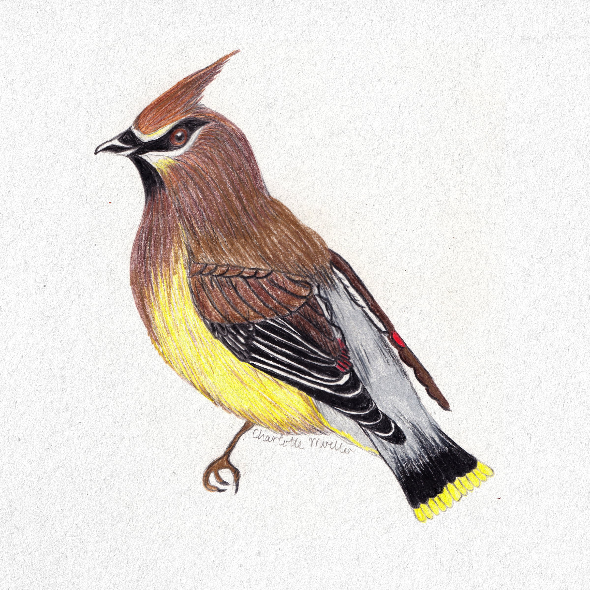 Bird 7.jpg
