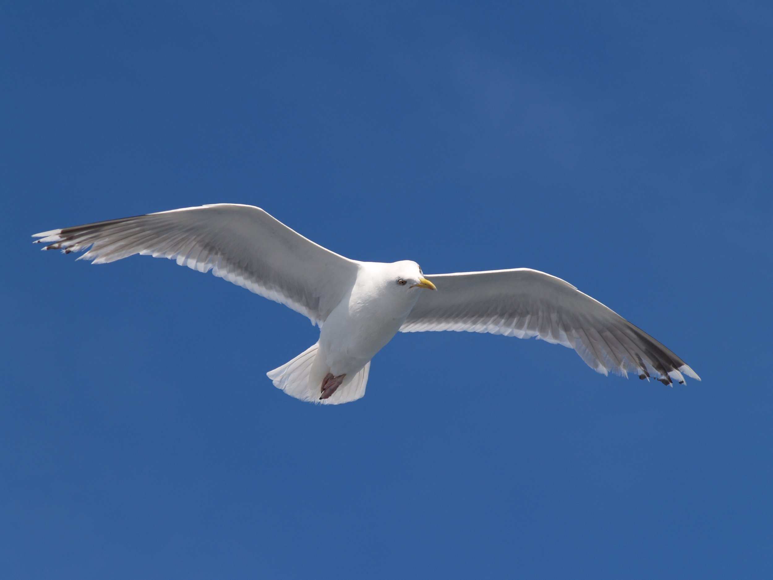 gull.jpeg