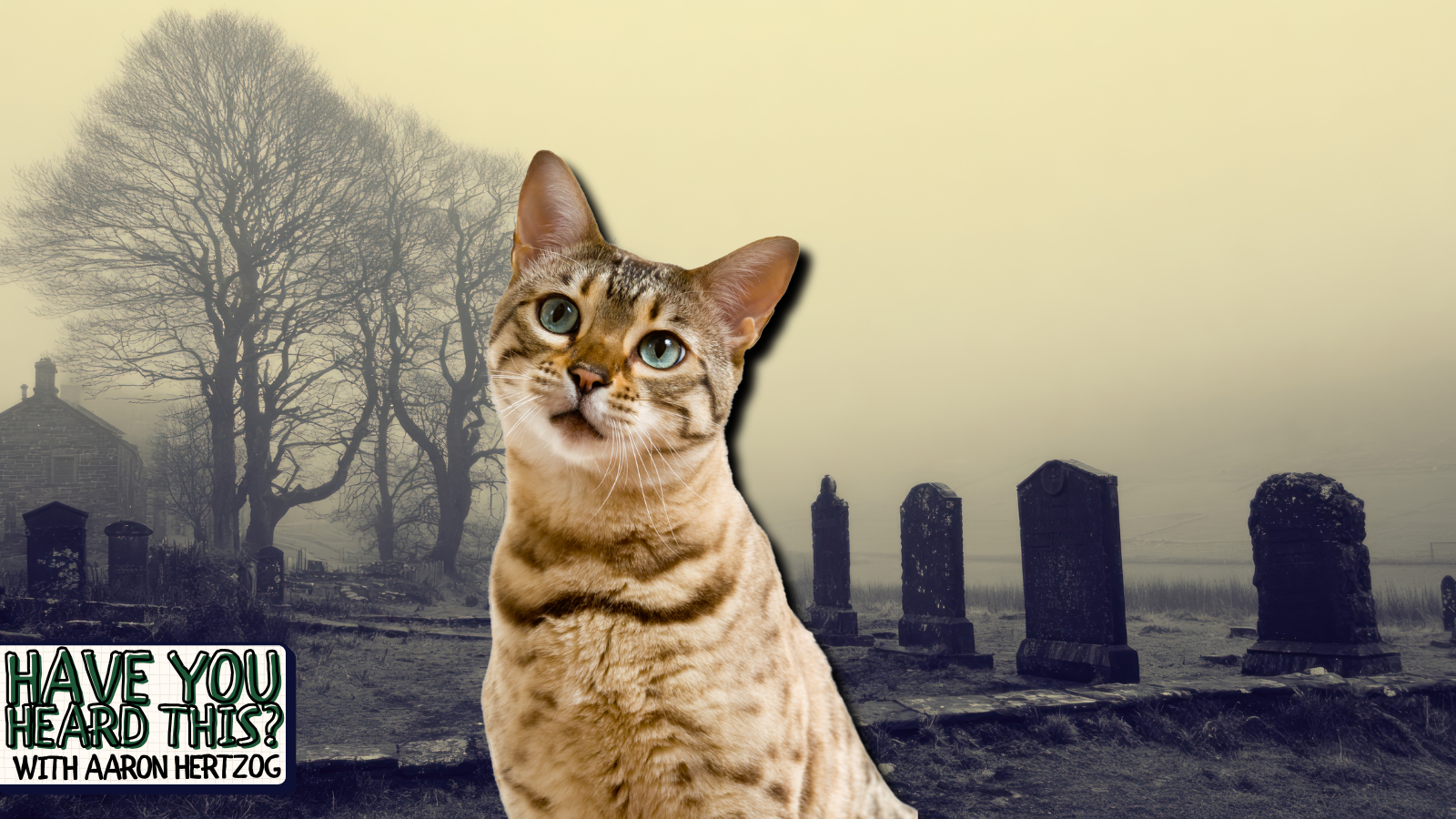 The So-Called "Angel of Death Cat" Would Like to Explain Himself