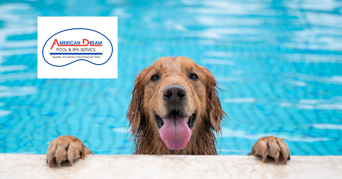 What You Need to Consider When Letting Dogs Swim in Your Pool