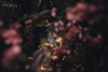 True Fairies | Melbourne birthday parties, fairy cafe and gift shop!