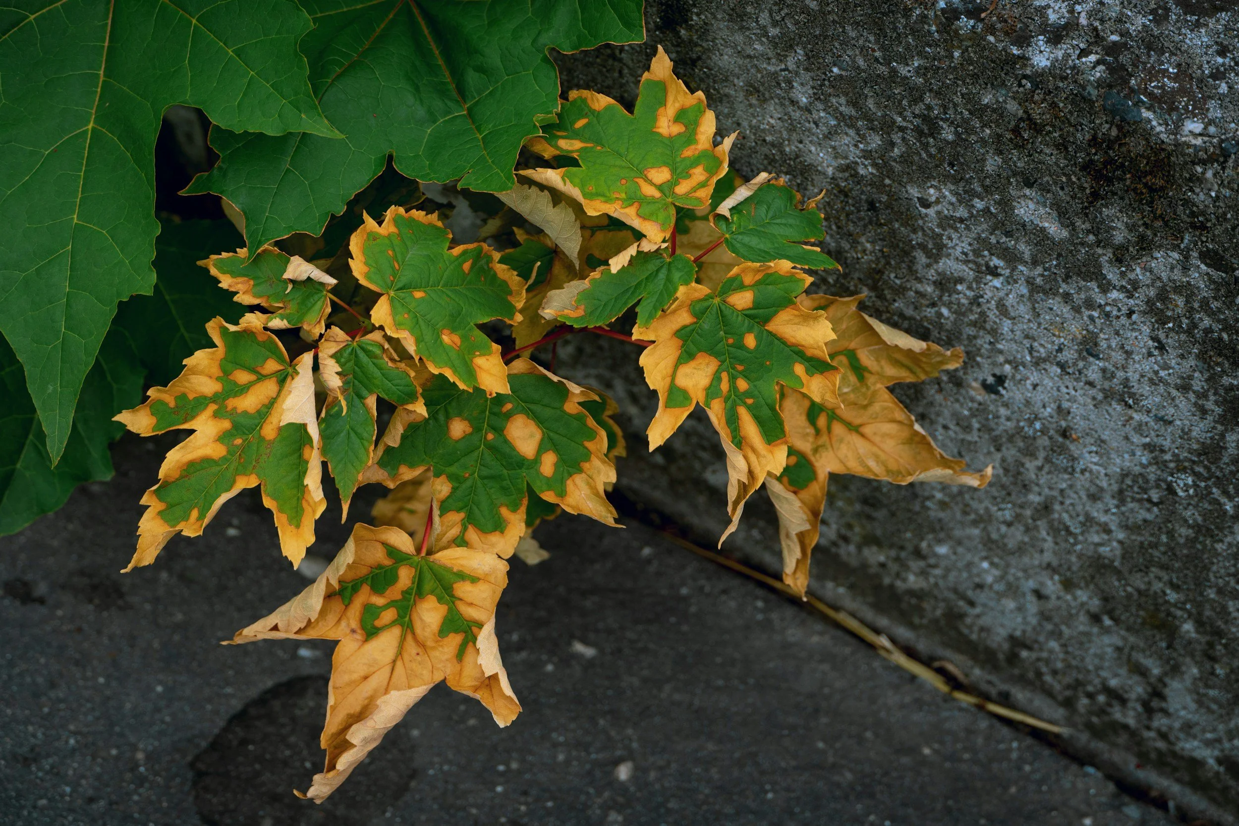 Green and yellow variegated plant leaves growing next to a concrete wall.