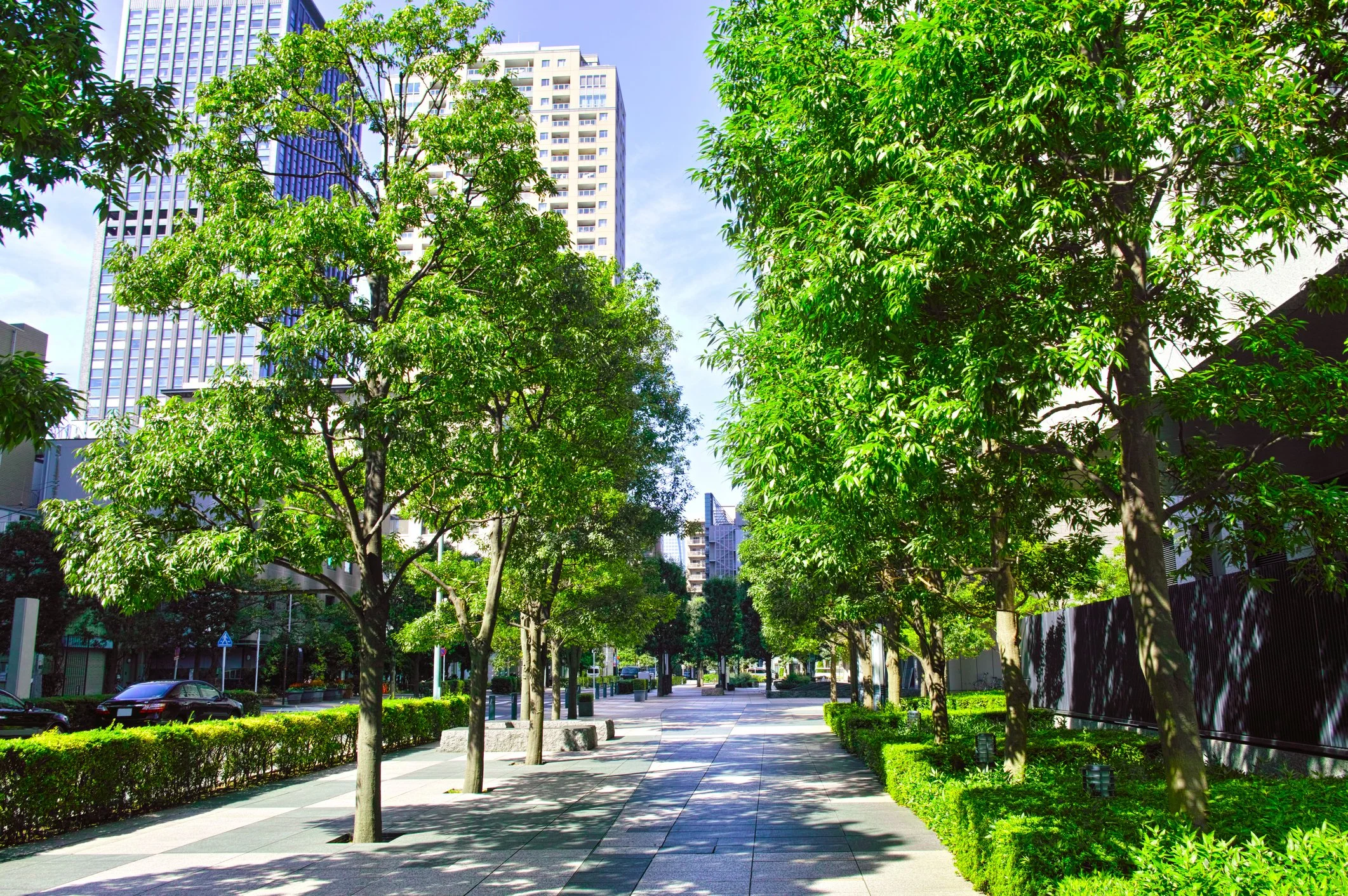 A city sidewalk lined with green trees and bushes, with tall modern buildings in the background on a sunny day.