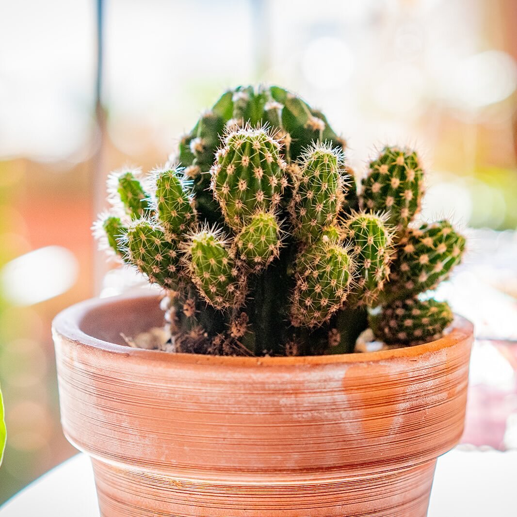 This week at Home Grown, we&rsquo;re shining the spotlight on one of our prickly friends &ndash; the cactus! Resilient, independent, and a symbol of endurance, this little champion thrives with minimal care and brightens up any room with its unique c