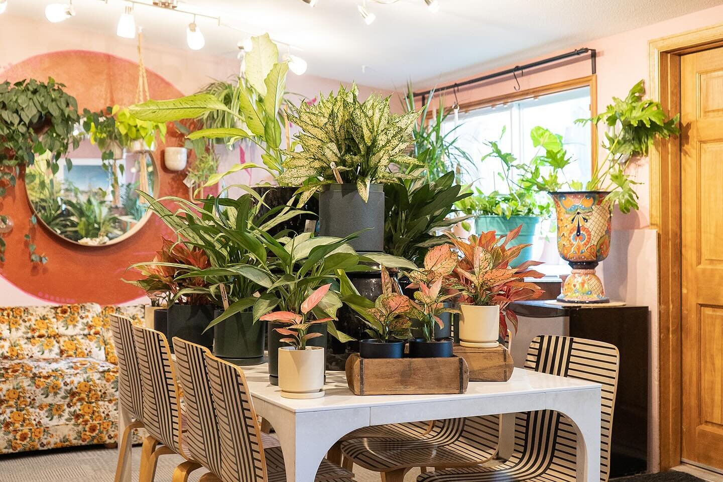 At Home Grown, our cozy shop is getting ready for the promise of sunny days. Bring a piece of spring indoors and let&rsquo;s warm up to the brighter days ahead, Castle Rock! 🌿☀️ 

#CastleRockCO #Spring #HomeGrown #LocalGreenery #SunnyPlants #ShopCas