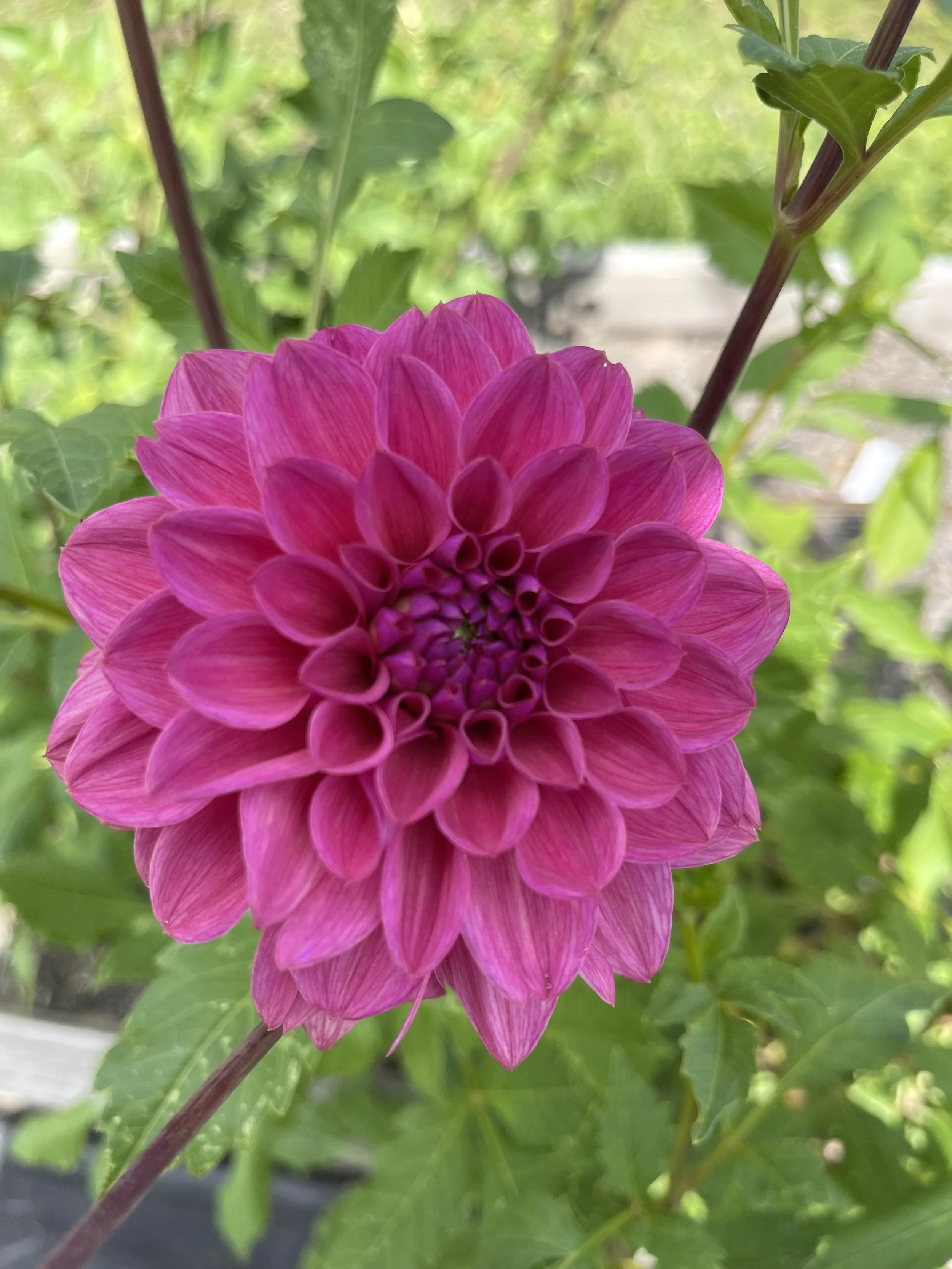 Dusty Rose