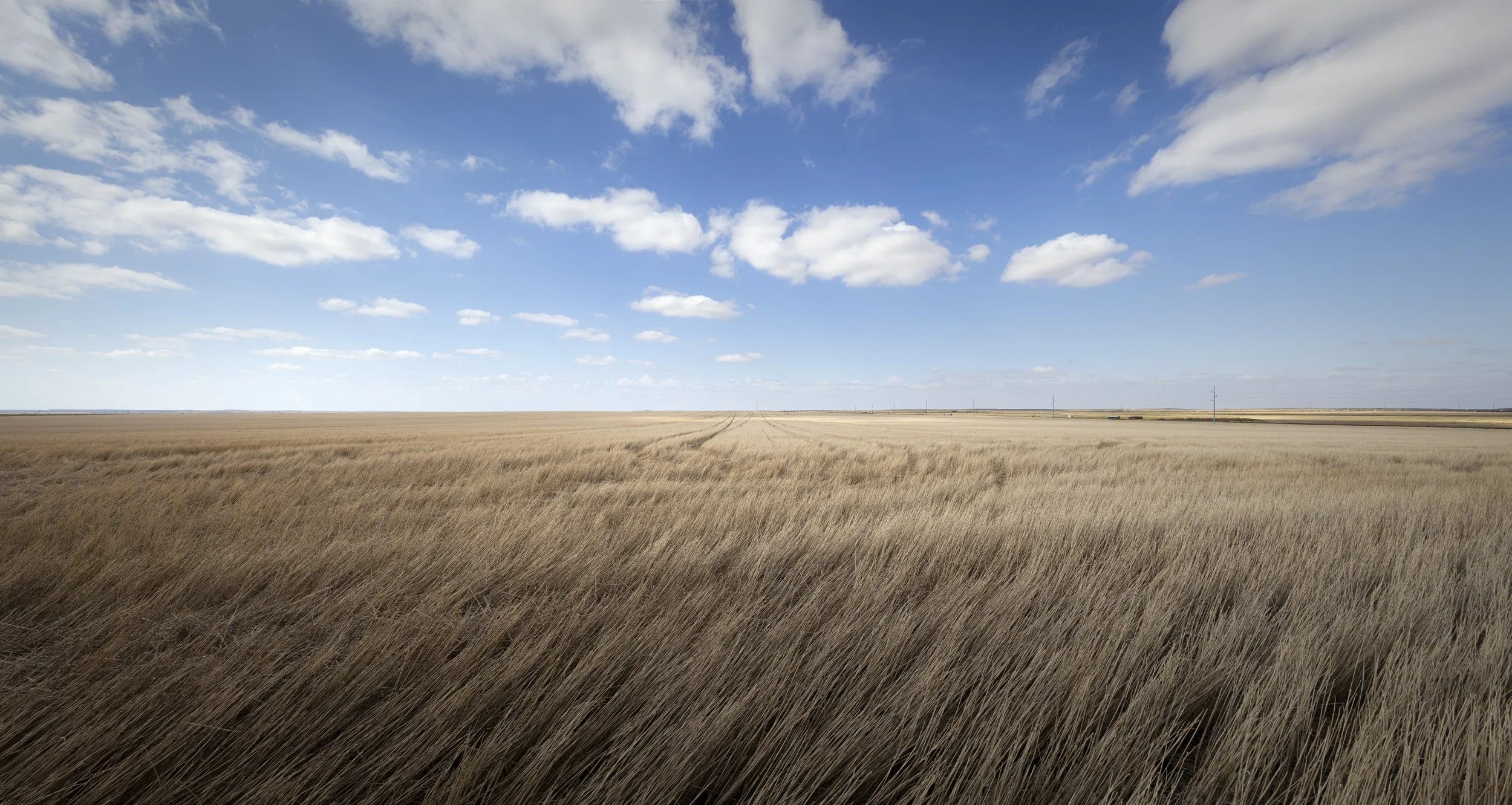 A vast open field with tall, golden grass under a blue sky with scattered white clouds.